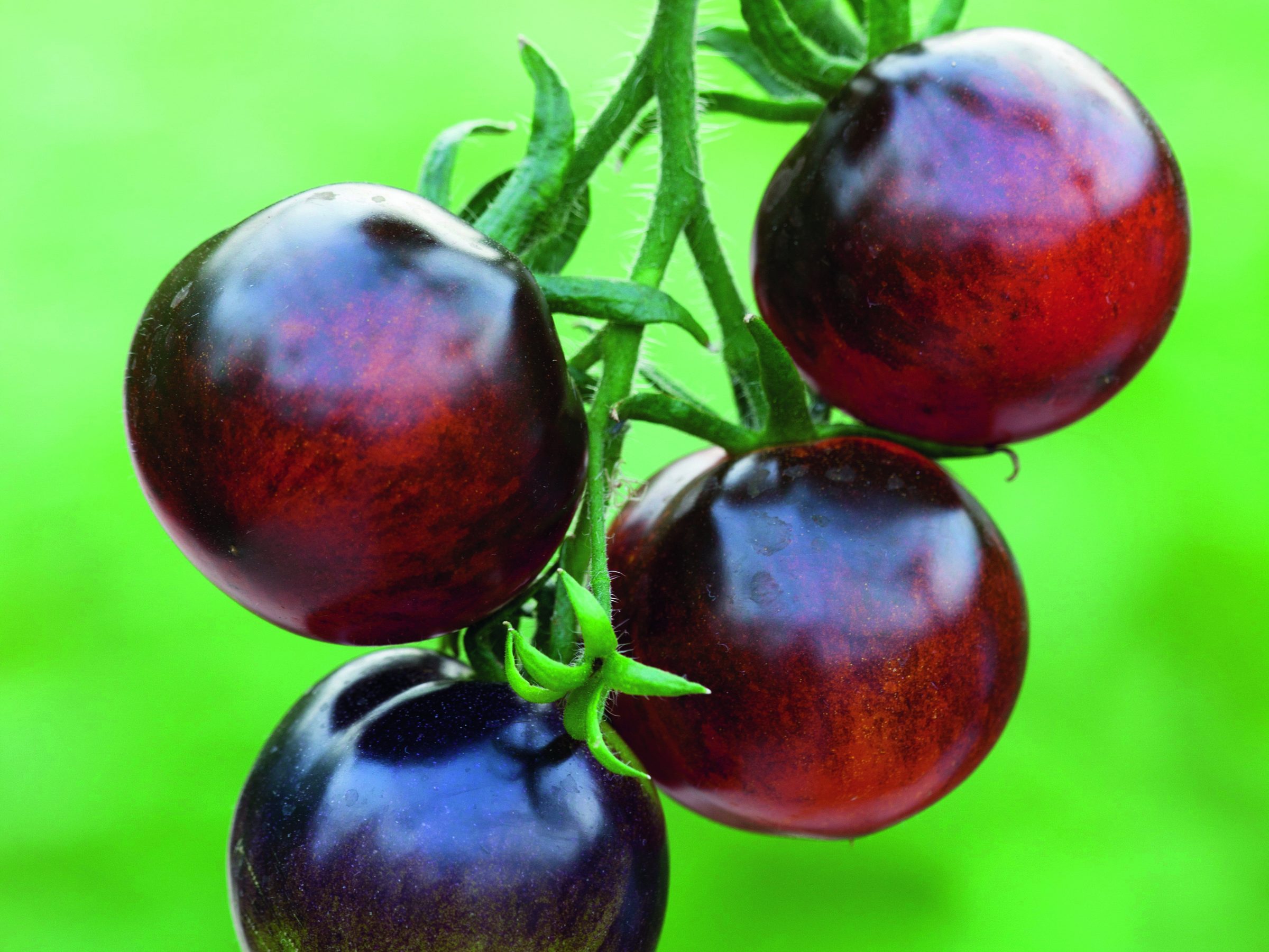 Tomato 'Indigo Rose'