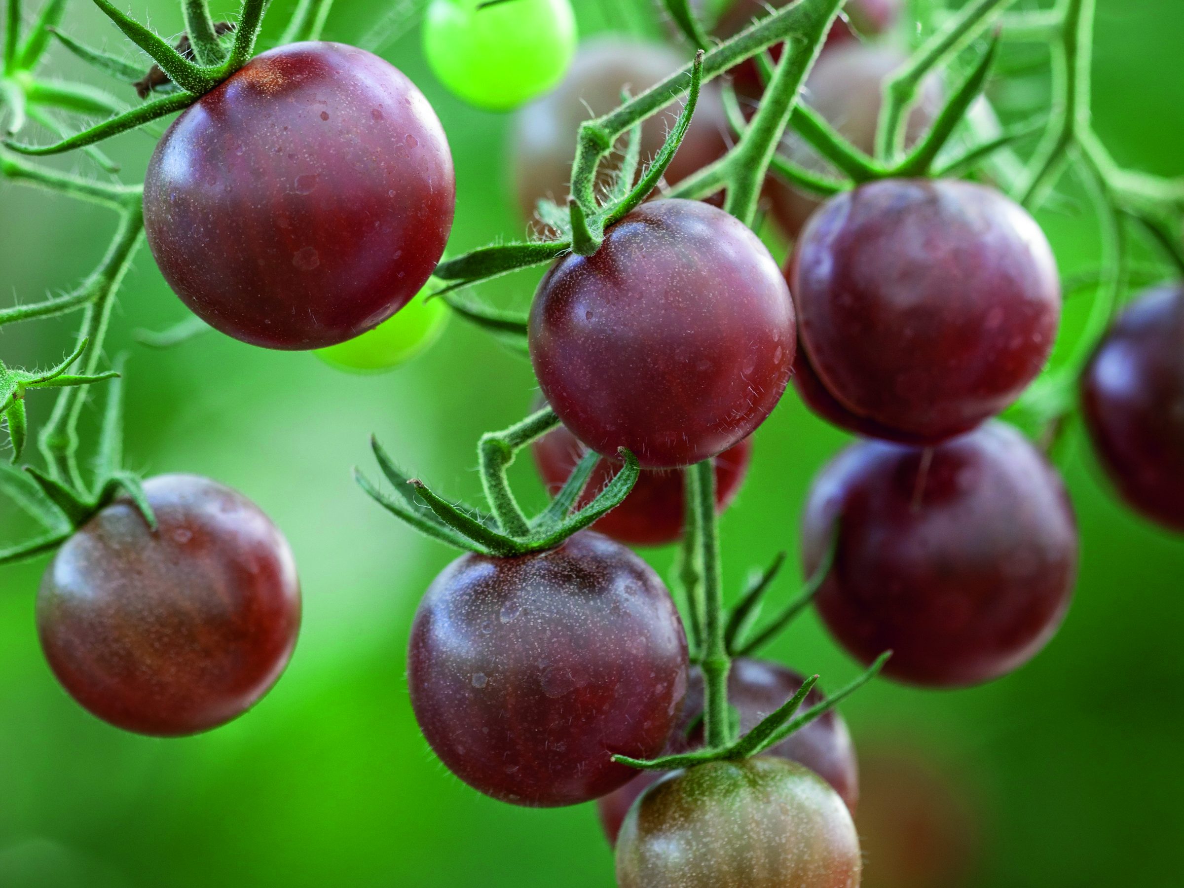 Tomato 'Chocolate Cherry'