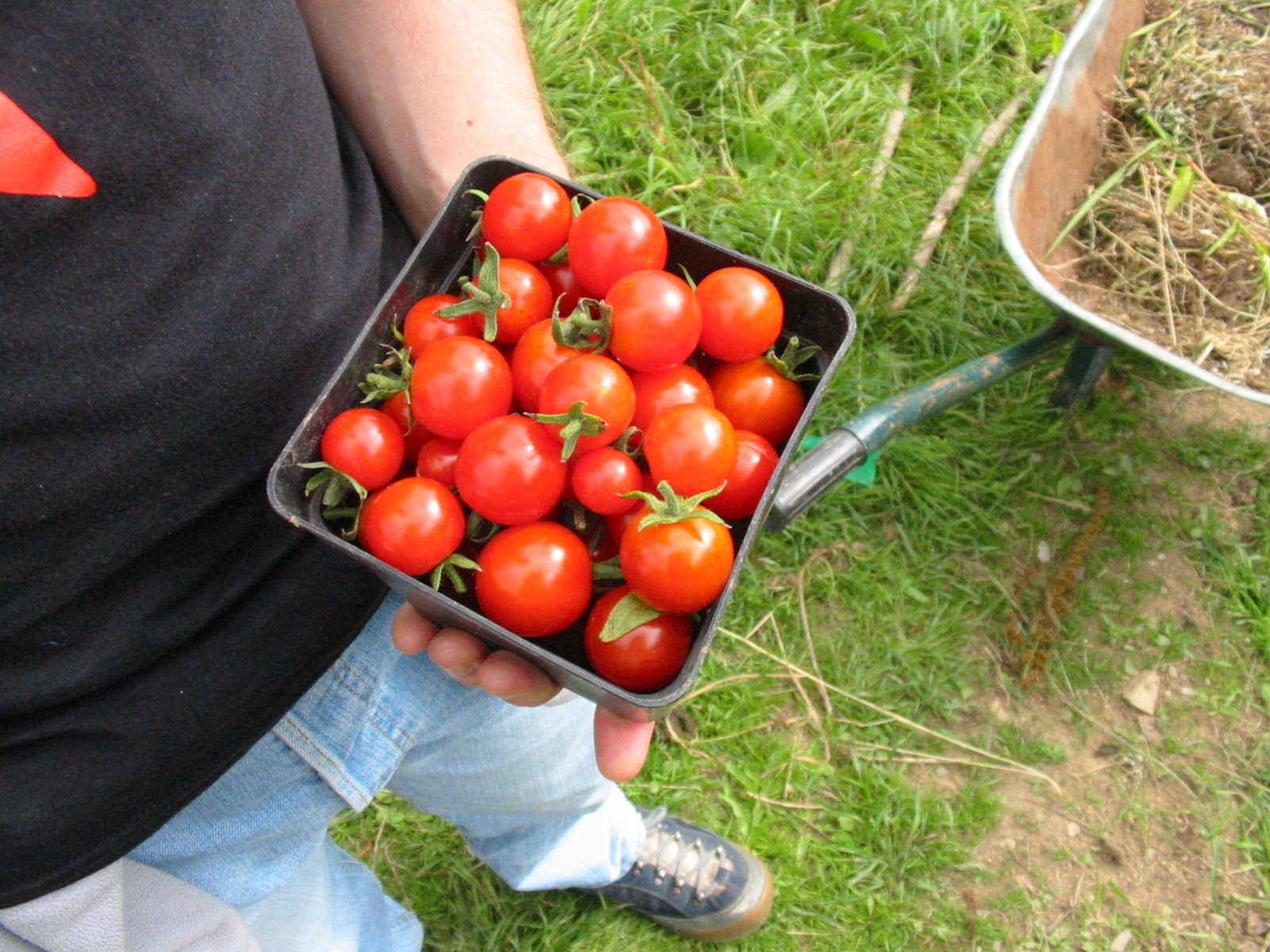 Tomato Gardeners Ecstasy