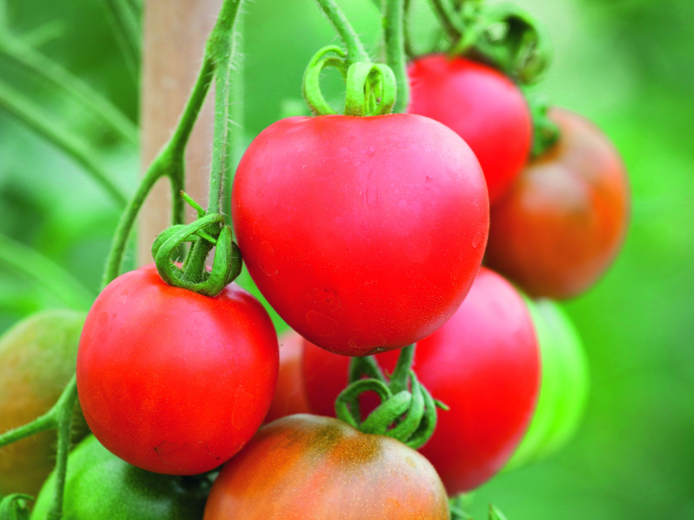Tomato 'Stupicke Polni Rane' syn. Tomato 'Stupice'