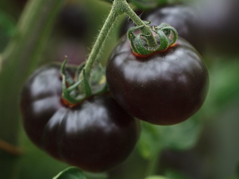 Tomato 'Blue Bayou'