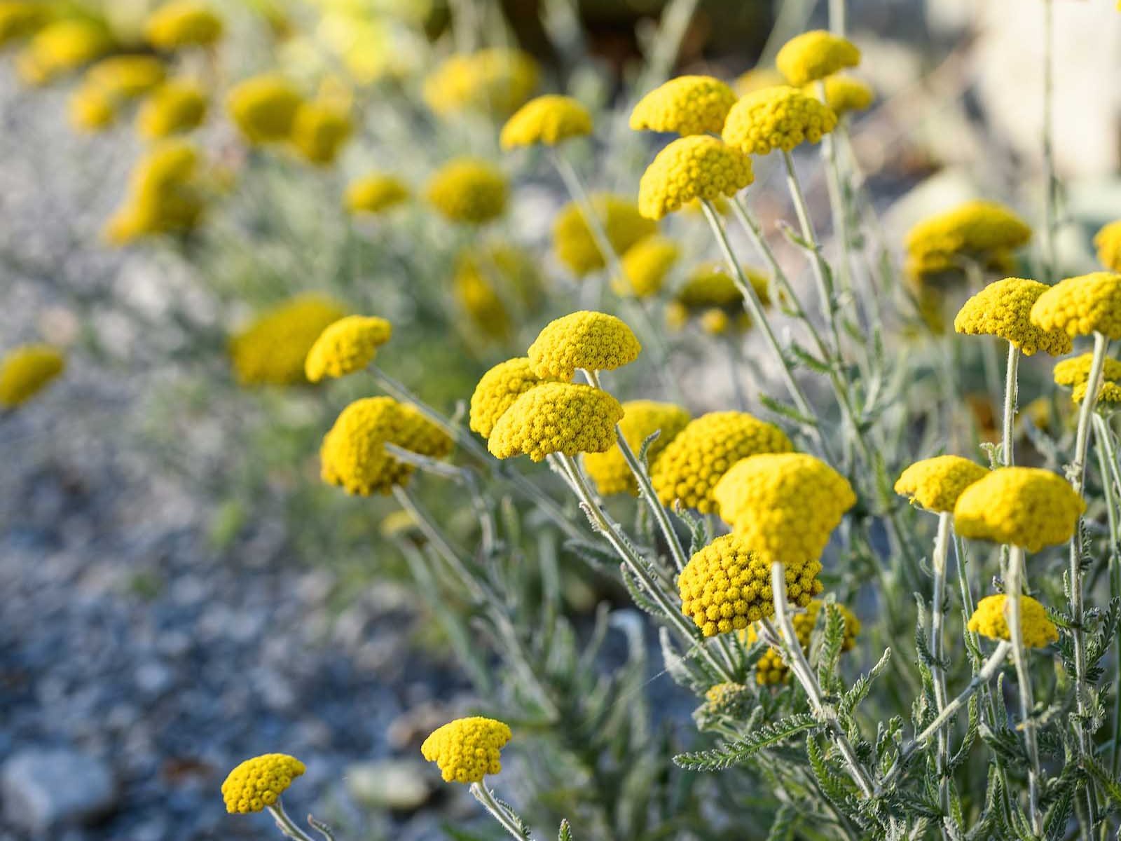 Achillea coarctata. A low groundcover that offers a long flowering period, even in heat and drought. Hardy to -15°C, it requires sun and free drainage. 15-30cm. Achillea coarctata. A low groundcover that offers a long flowering period, even in heat and drought. Hardy to -15°C, it requires sun and free drainage. 15-30cm.