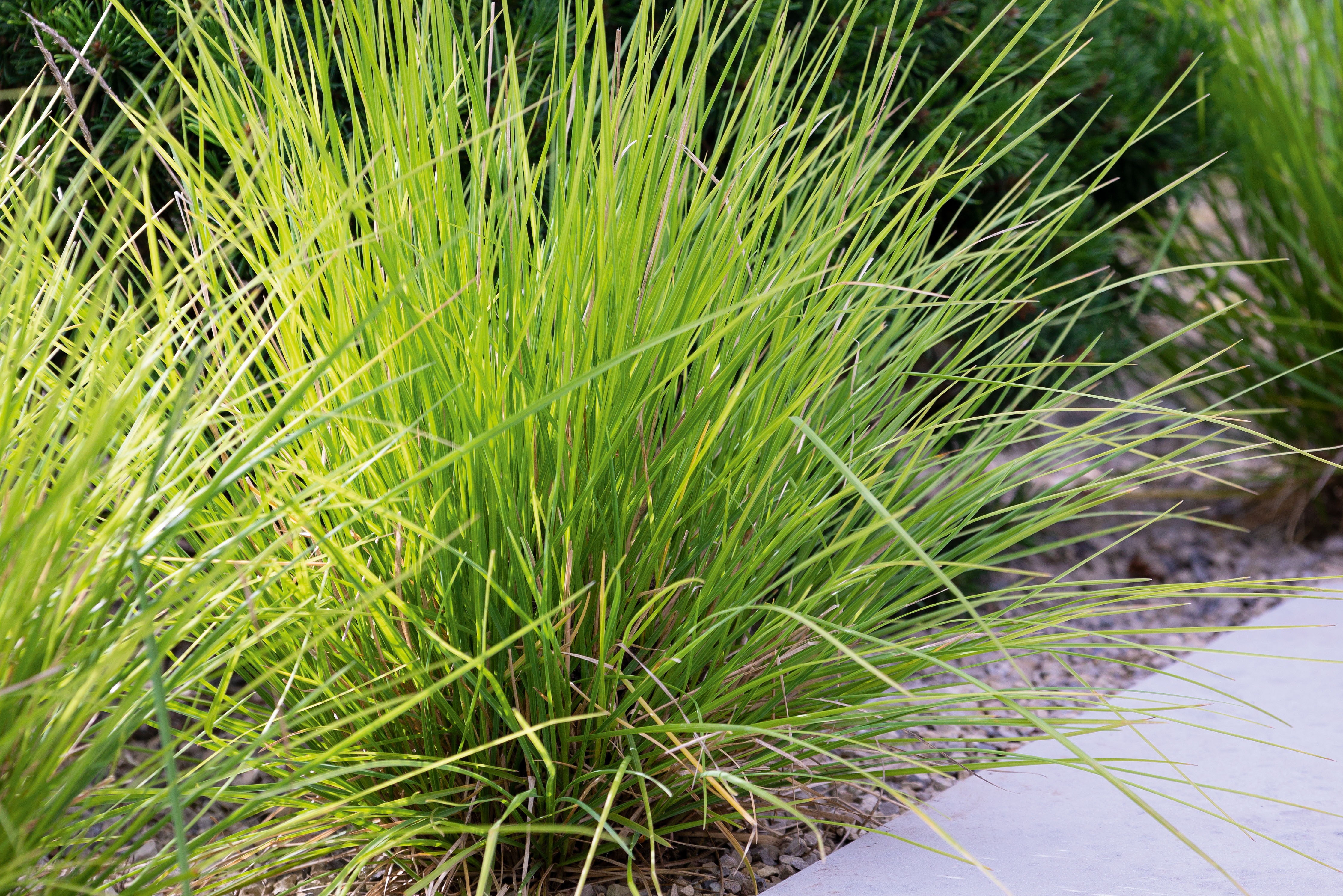 Sesleria autumnalis