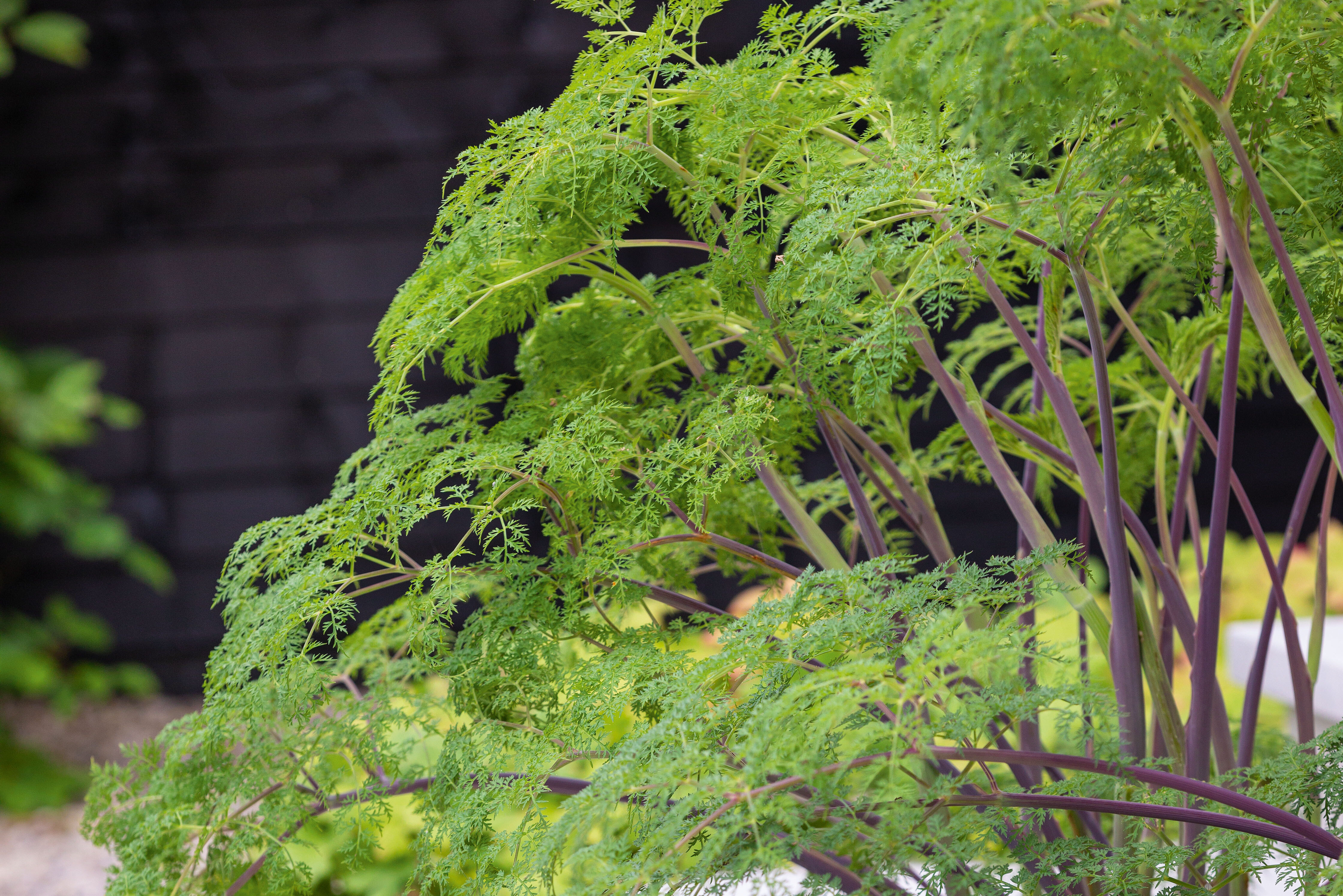 Selinum wallichianum