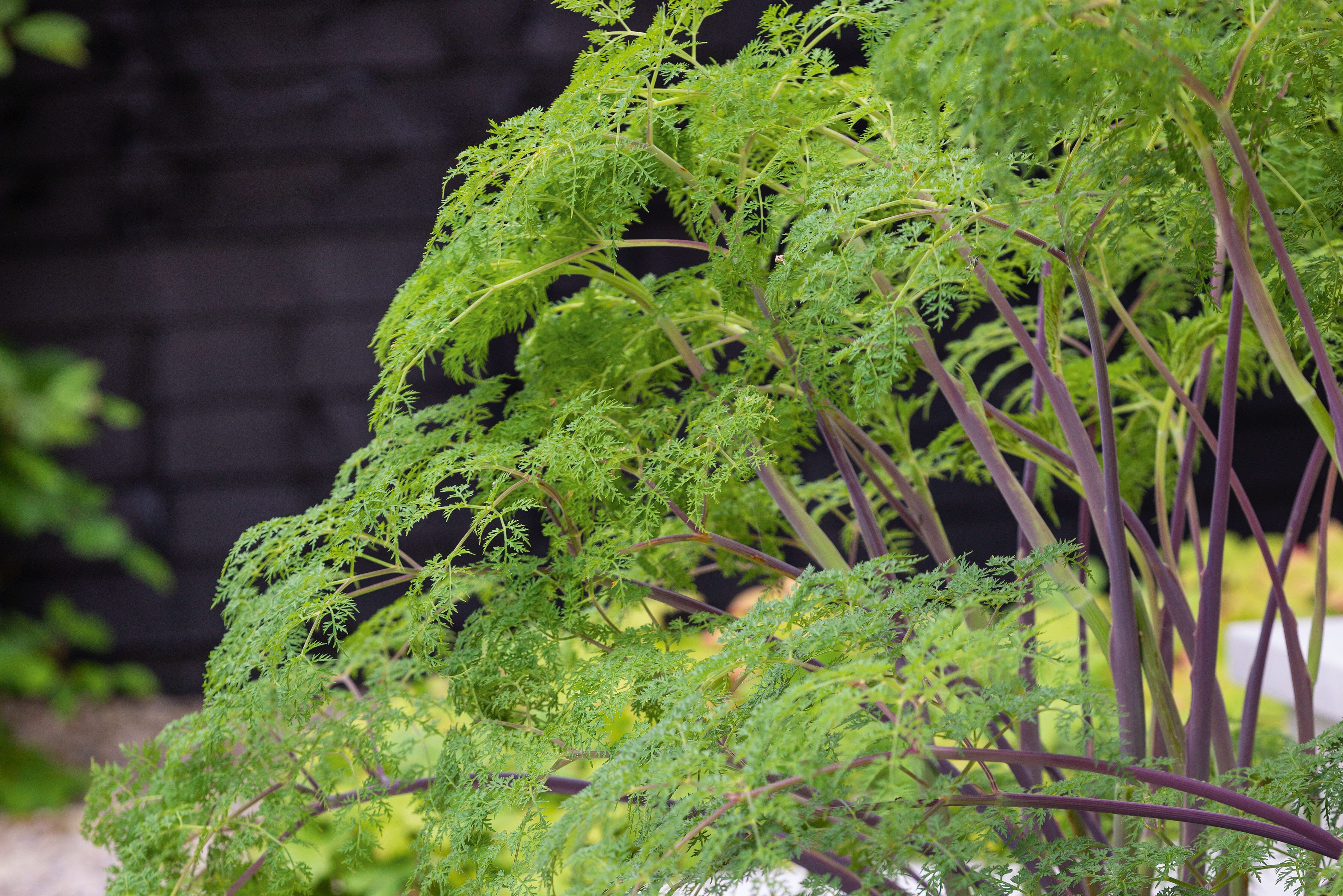 Selinum wallichianum