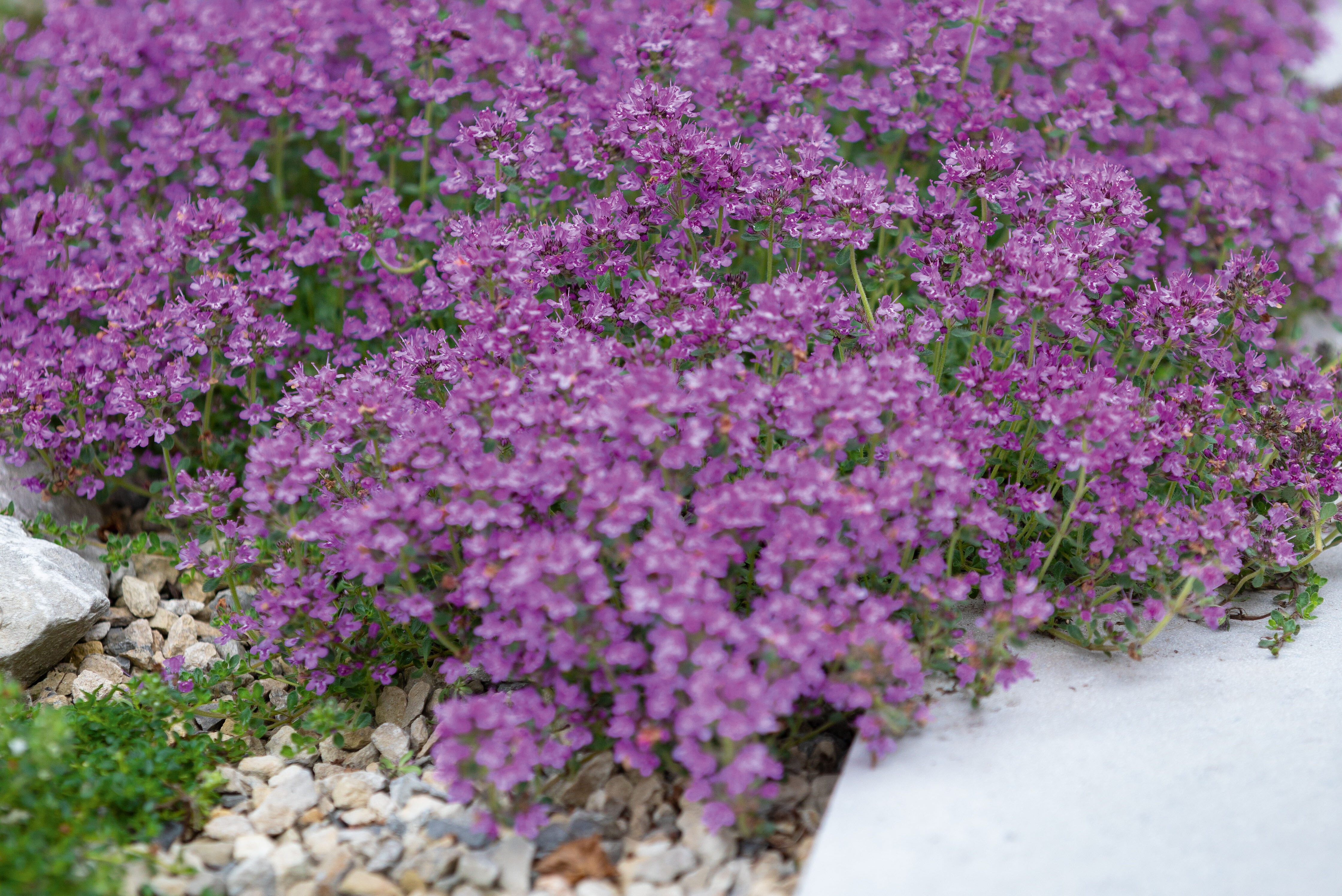 Thymus serpyllum 'Pink Chintz'