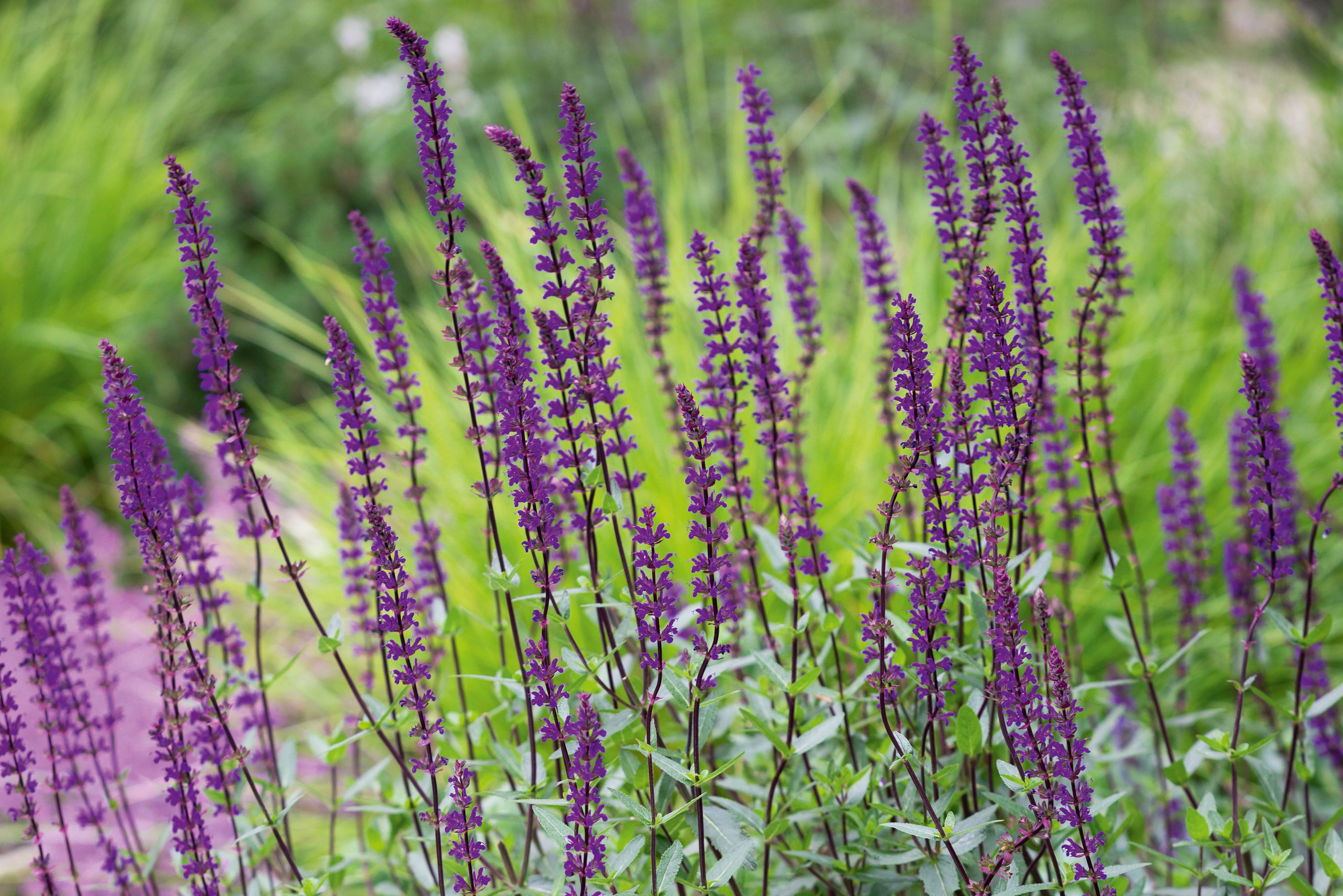 Salvia nemorosa 'Caradonna'