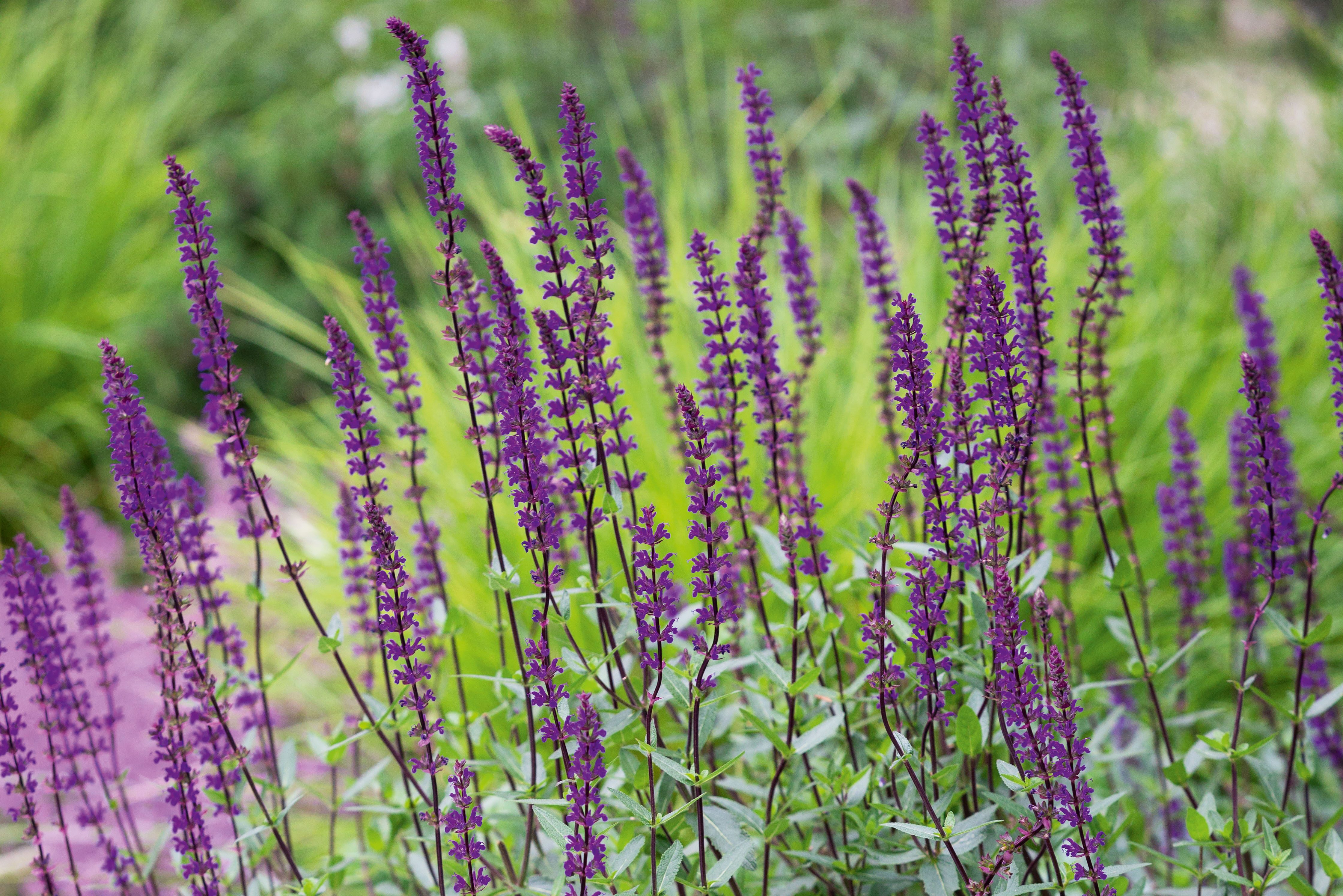 Salvia nemorosa 'Caradonna'