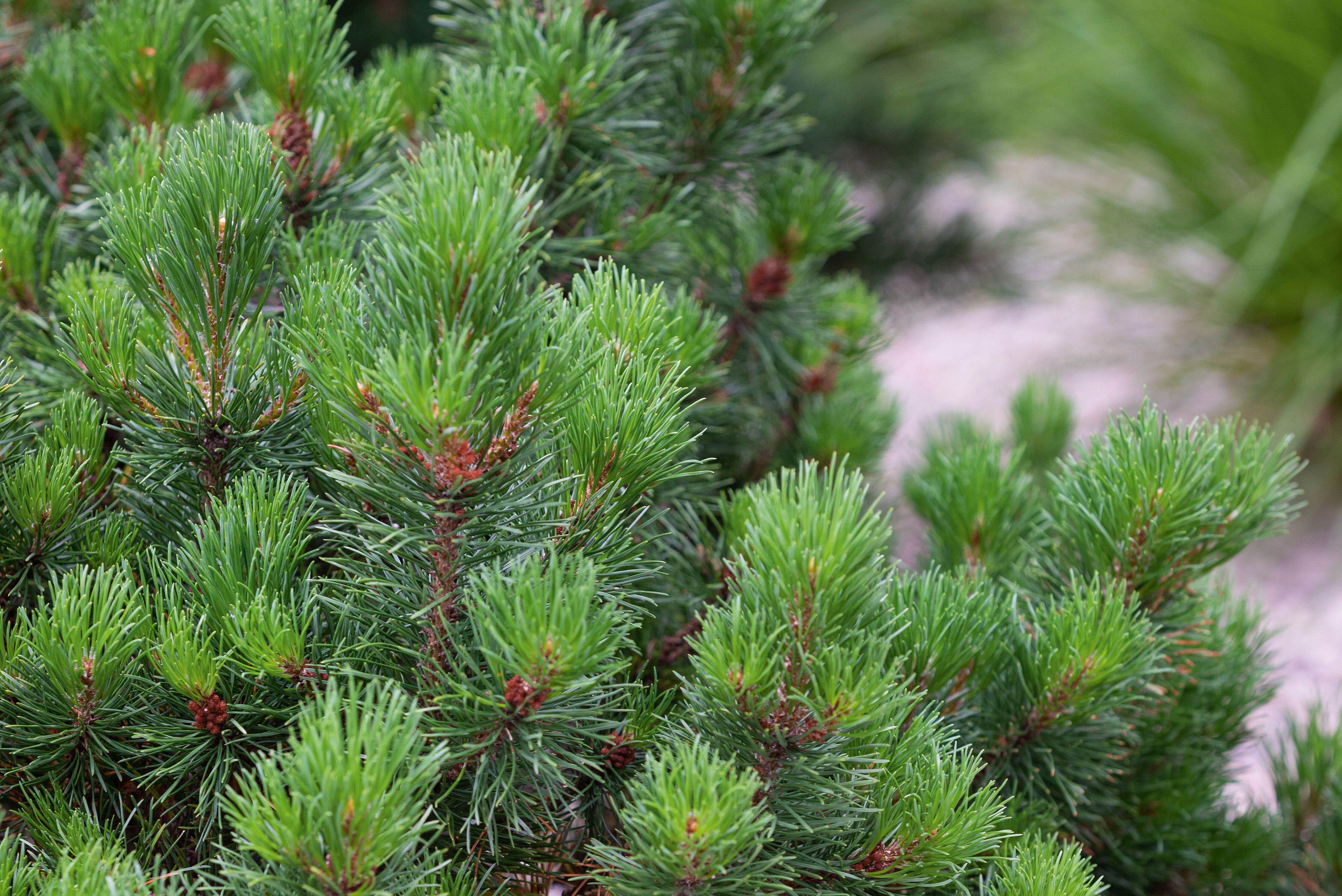 Pinus mugo ‘Gnom’