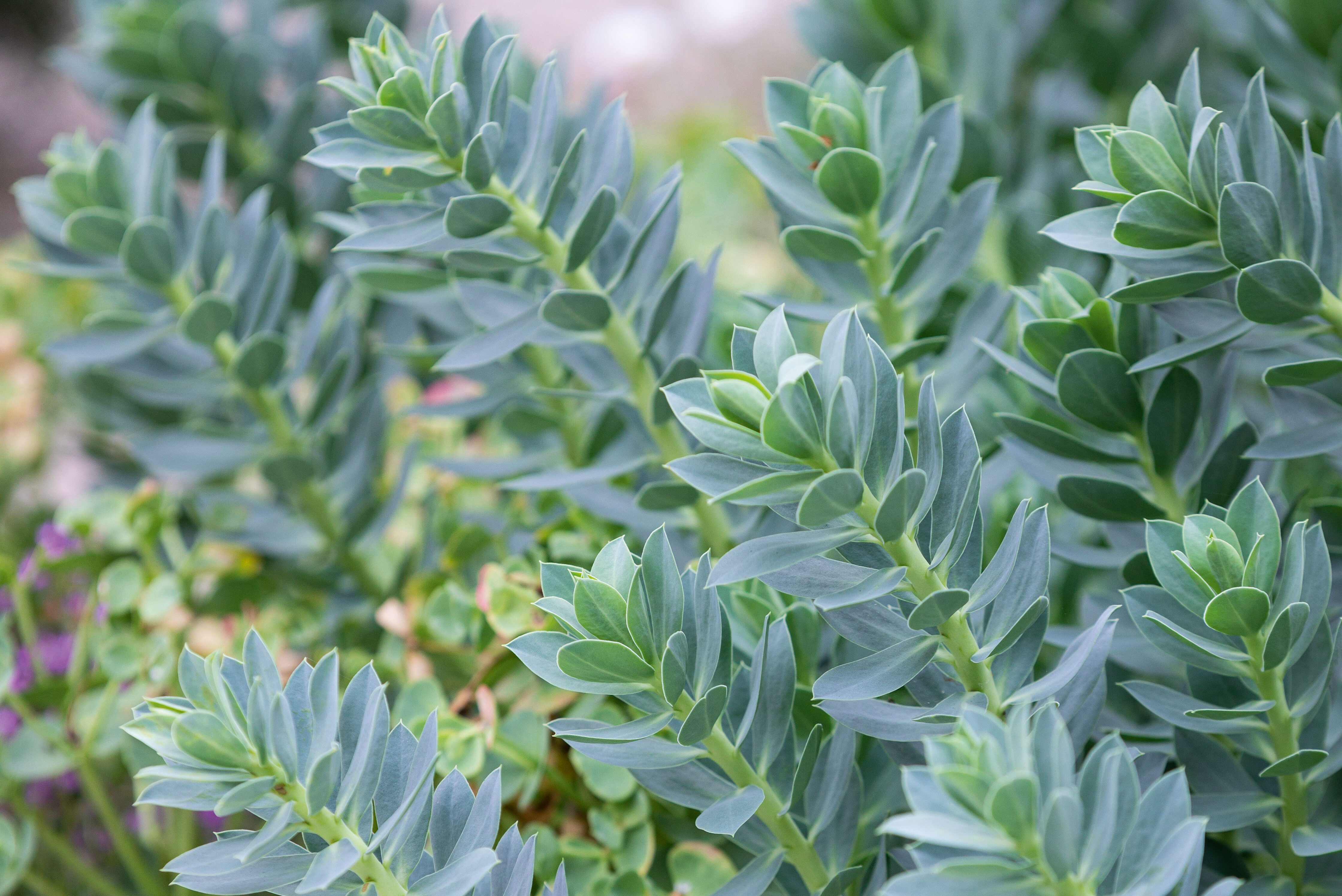 Euphorbia myrsinites