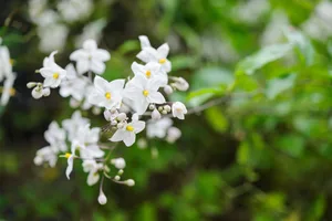 Solanum crispum album best climbing plants for gardens - Solanum crispum album