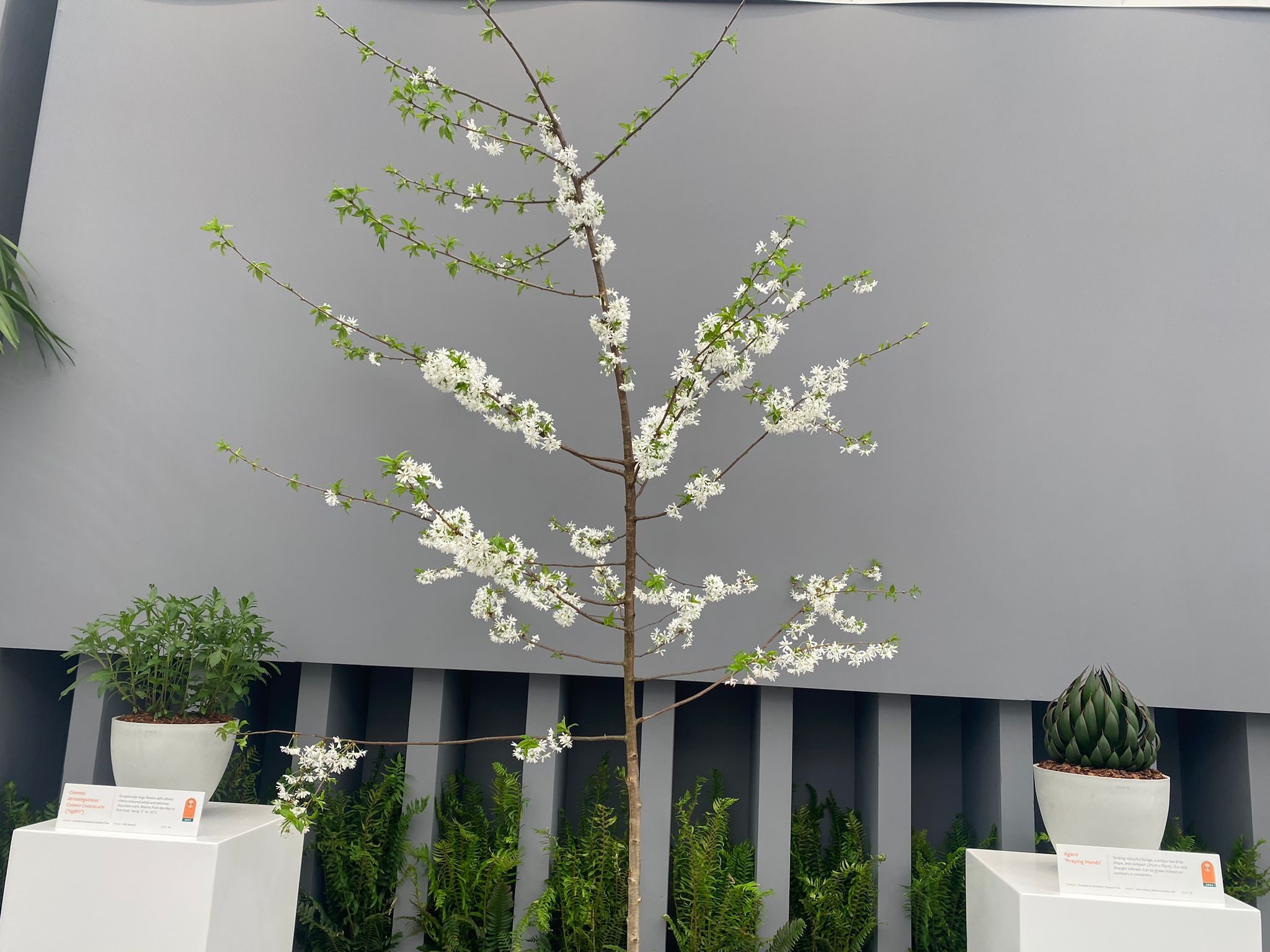 Prunus 'Starlight’, winner of the Plant of the Year Award 2024