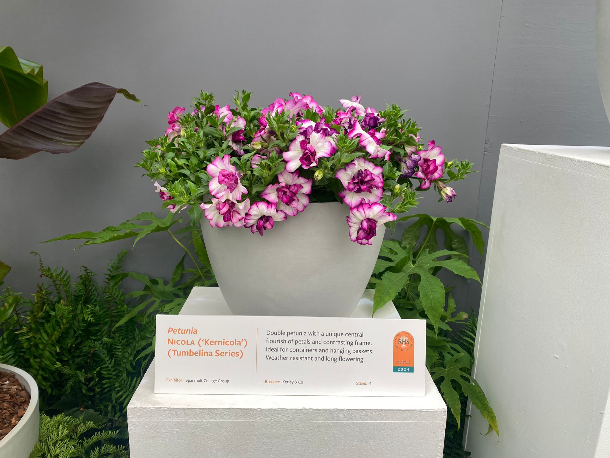 Petunia NICOLA ('Kernicola') (Tumbelina Series) shortlisted for Plant of the Year 2024