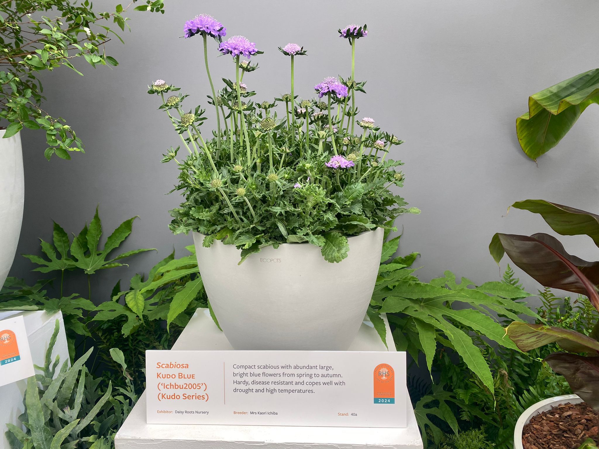 Scabiosa KUDO BLUE ('Ichbu2005') (Kudo Series) shortlisted for Plant of the Year 2024