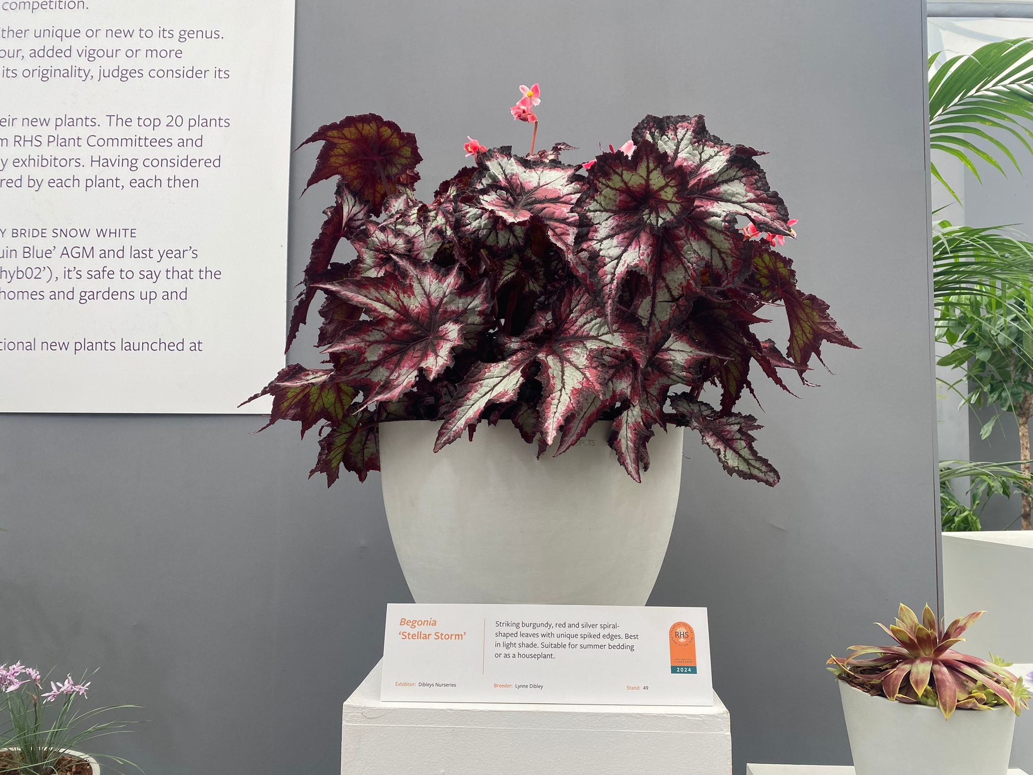 Begonia 'Stellar Storm', shortlisted for Plant of the Year 2024