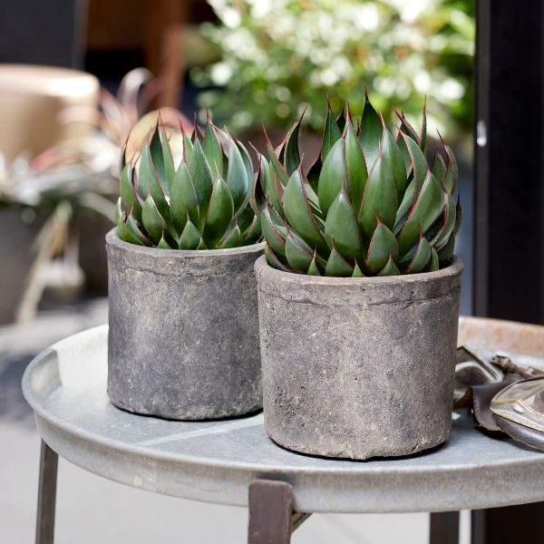 Agave 'Praying Hands'