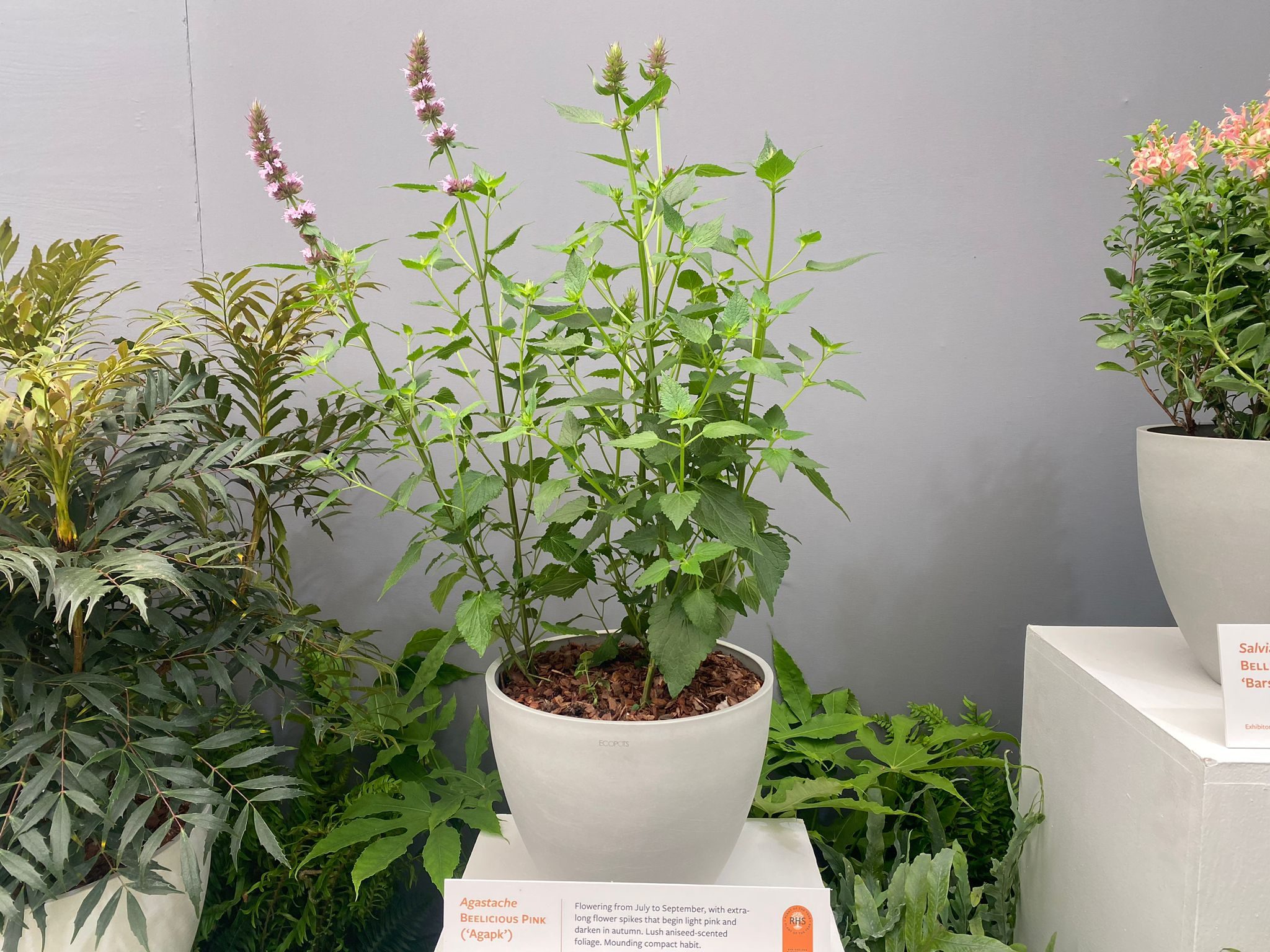 Agastache BEELICIOUS PINK ('Agapk') shortlisted for Plant of the Year 2024