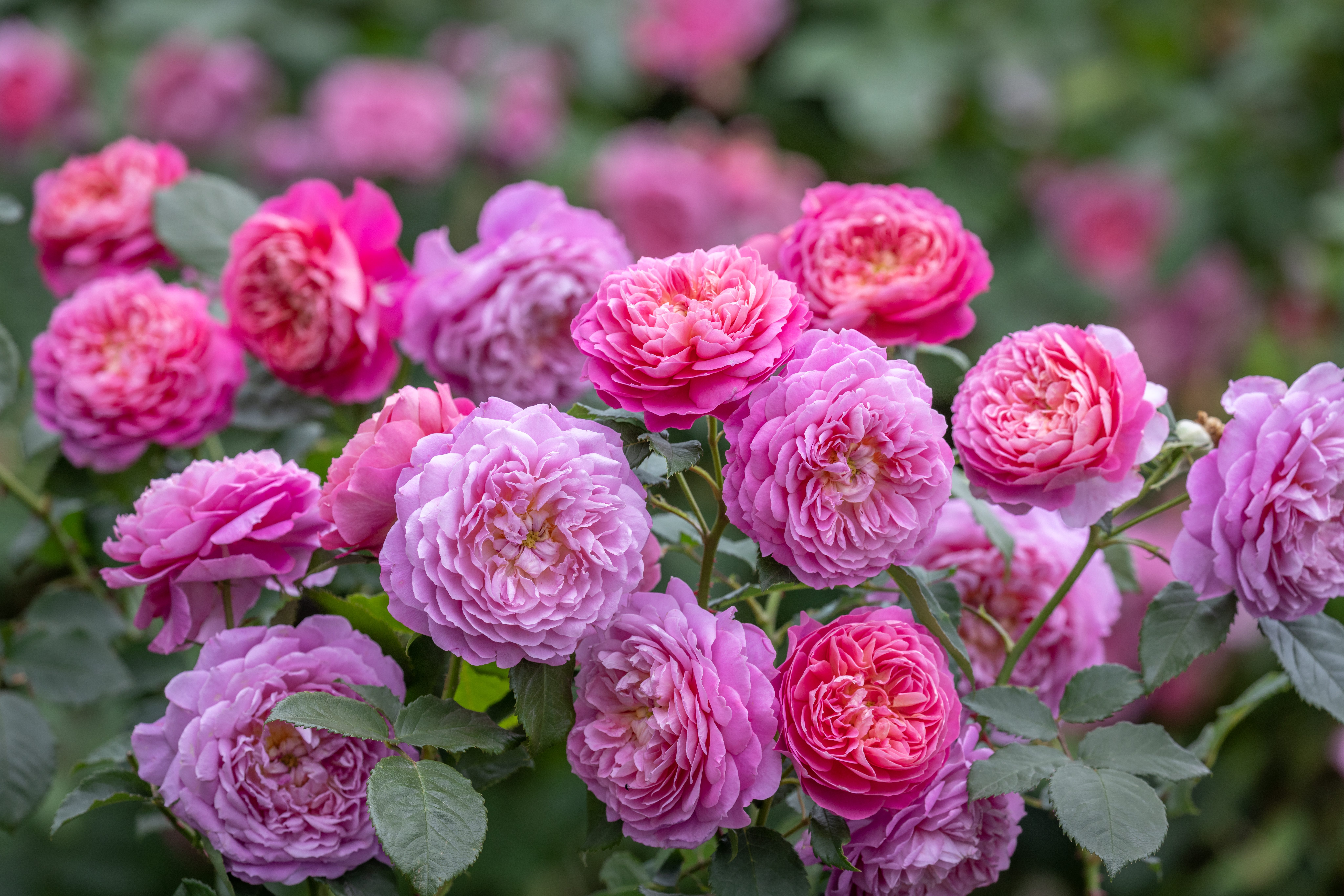 Rosa Emma Bridgewater (Ausb44a16)