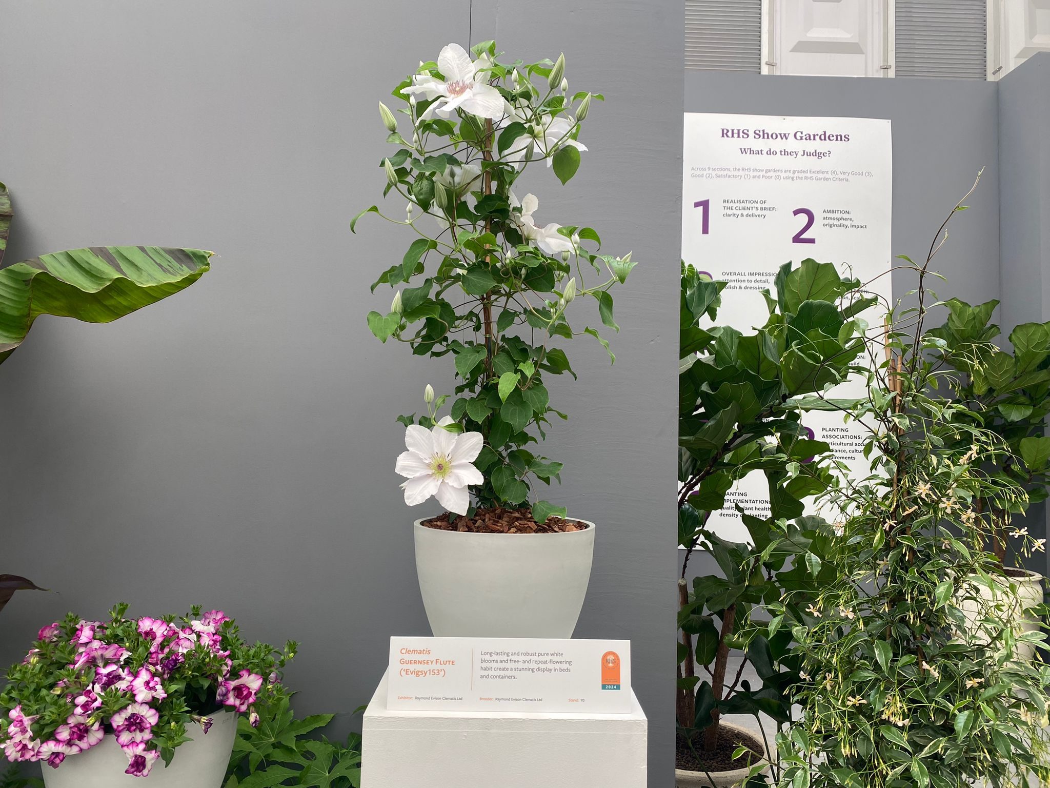 Clematis GUERNSEY FLUTE ('Evigsy153') shortlisted for Plant of the Year 2024