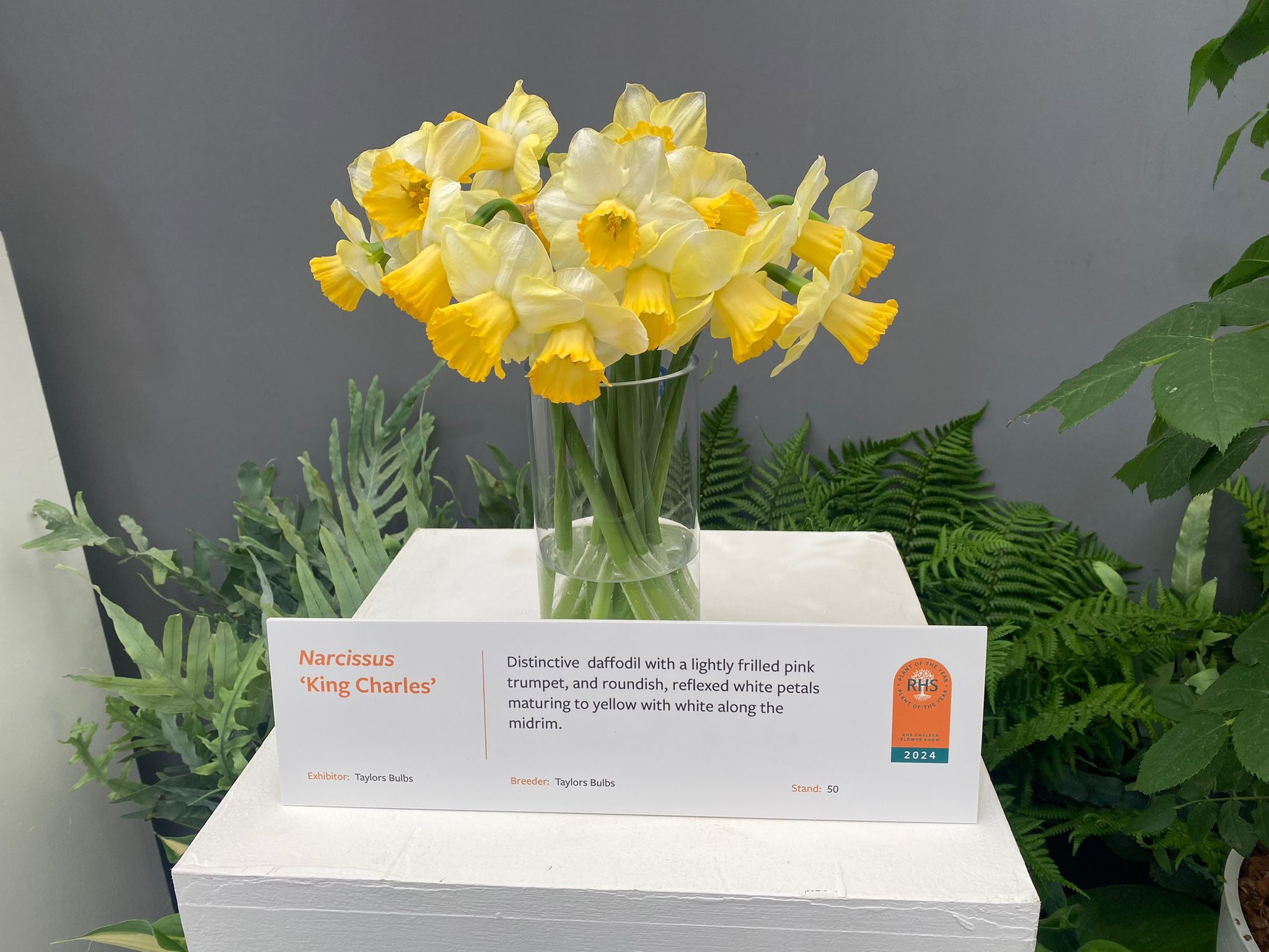 Narcissus 'King Charles', shortlisted for Plant of the Year 2024