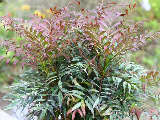 Mahonia eurybracteata subsp ganpinensis Meteor