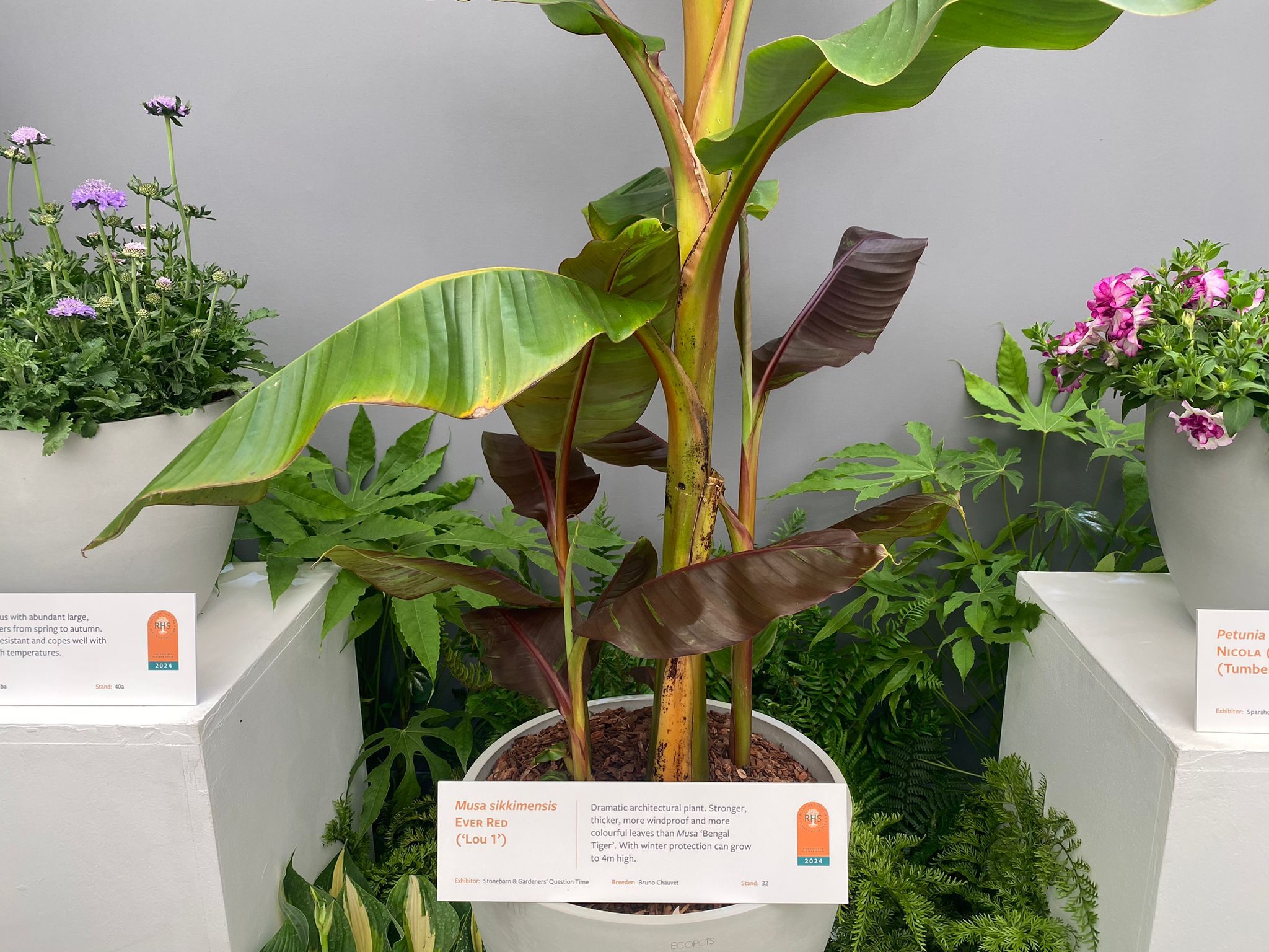 Musa sikkimensis EVER RED ('Lou 1') shortlisted for Plant of the Year 2024