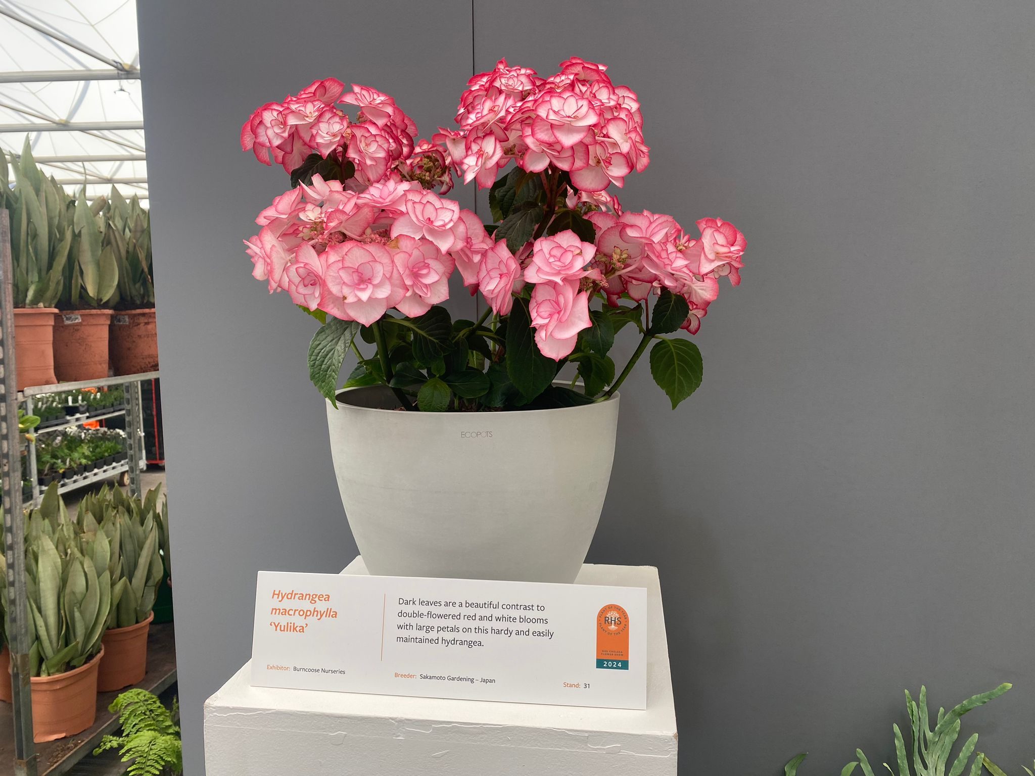 Hydrangea macrophylla 'Yulika', shortlisted for Plant of the Year 2024