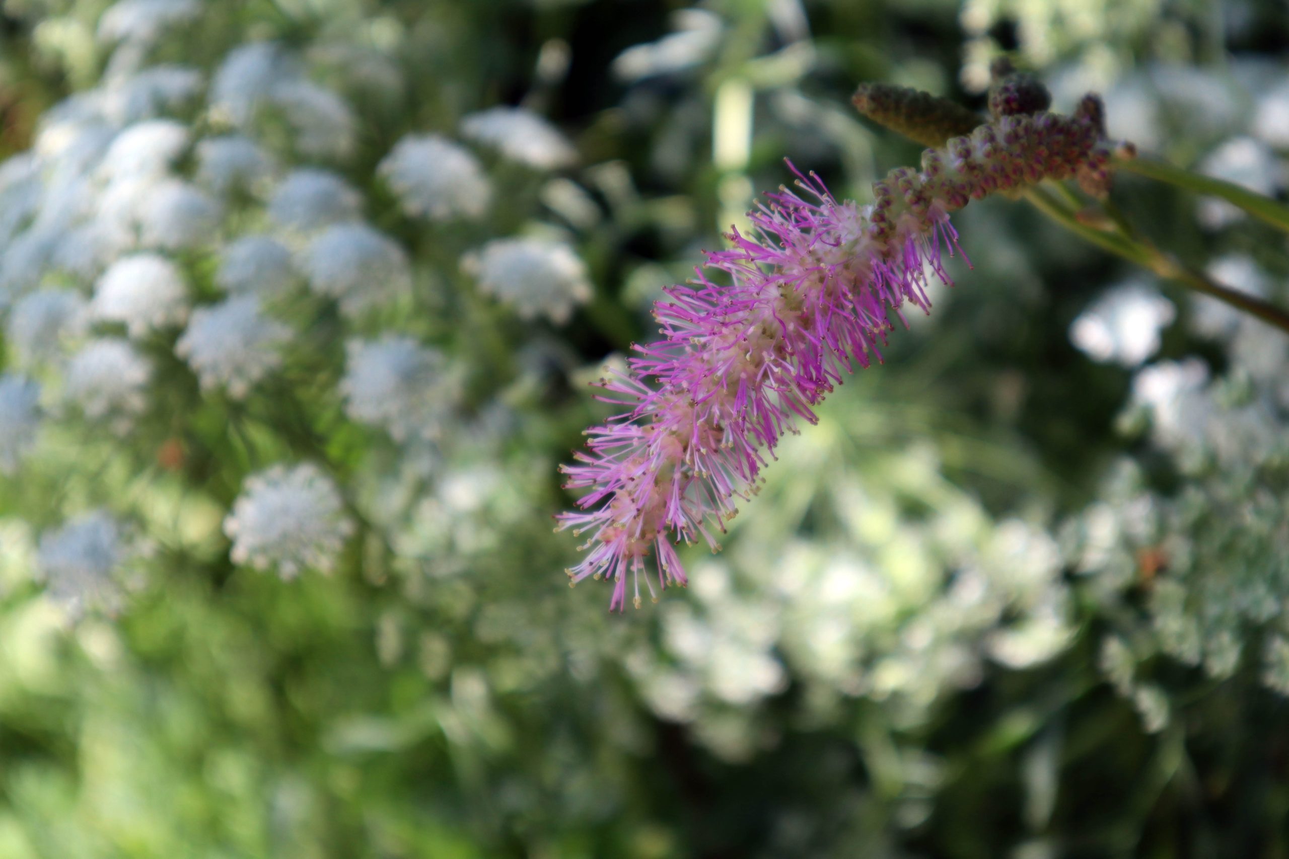Sanguisorba hakusanensis 'Lilac Squirrel'