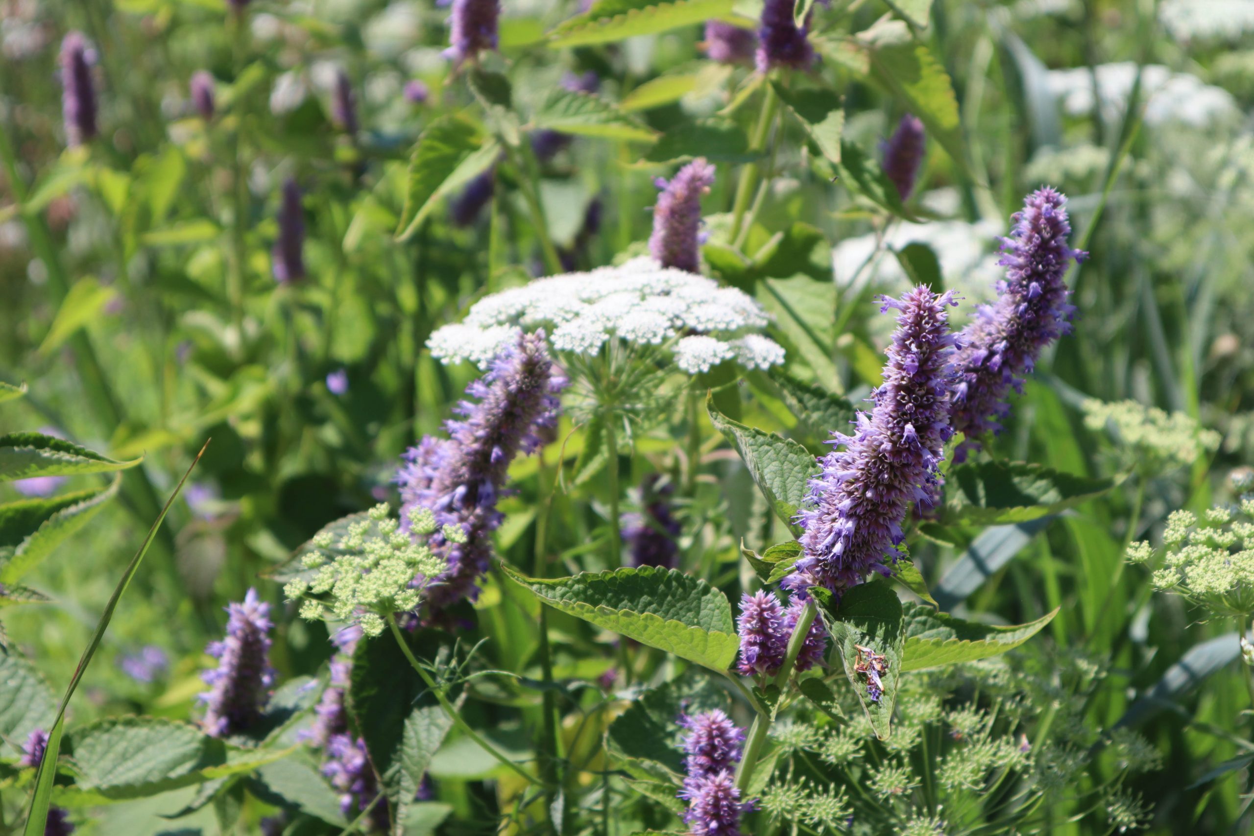 Agastache 'Beelicious Pink'