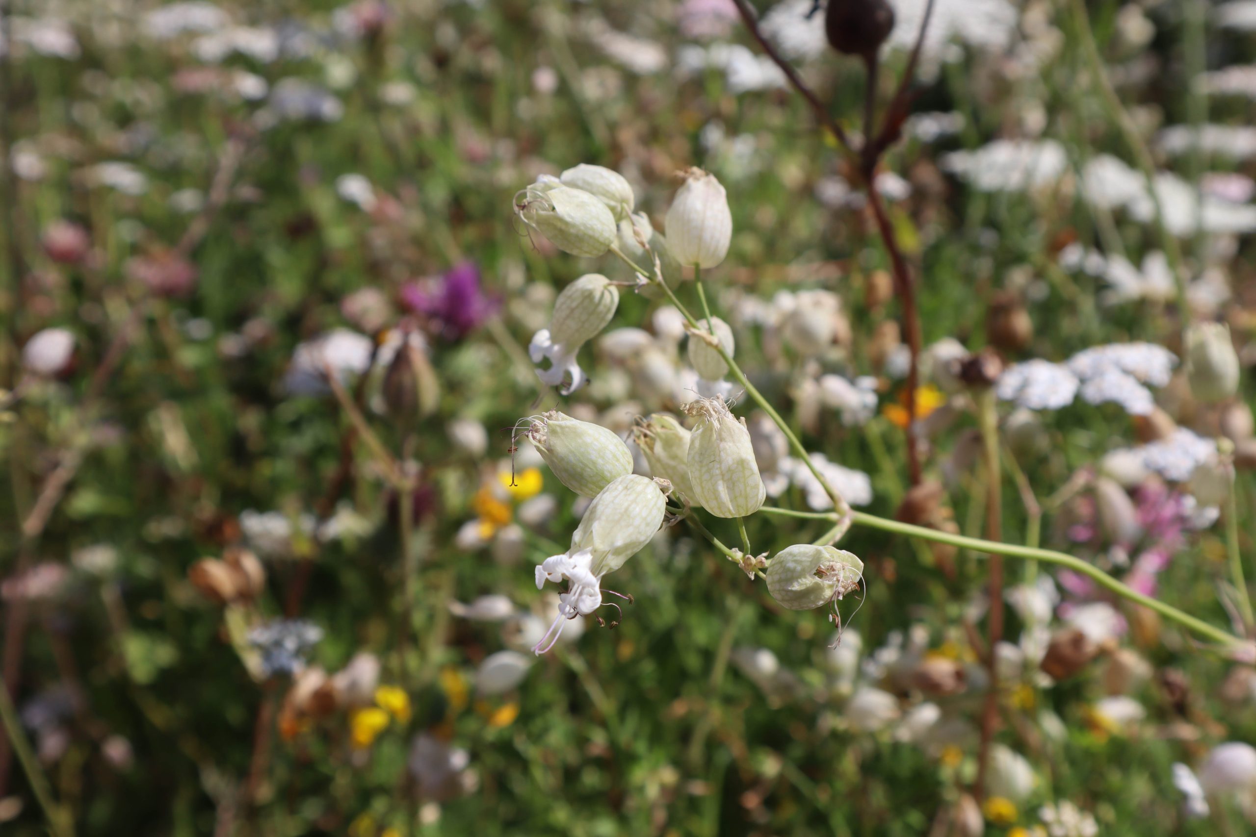 Bladder campion