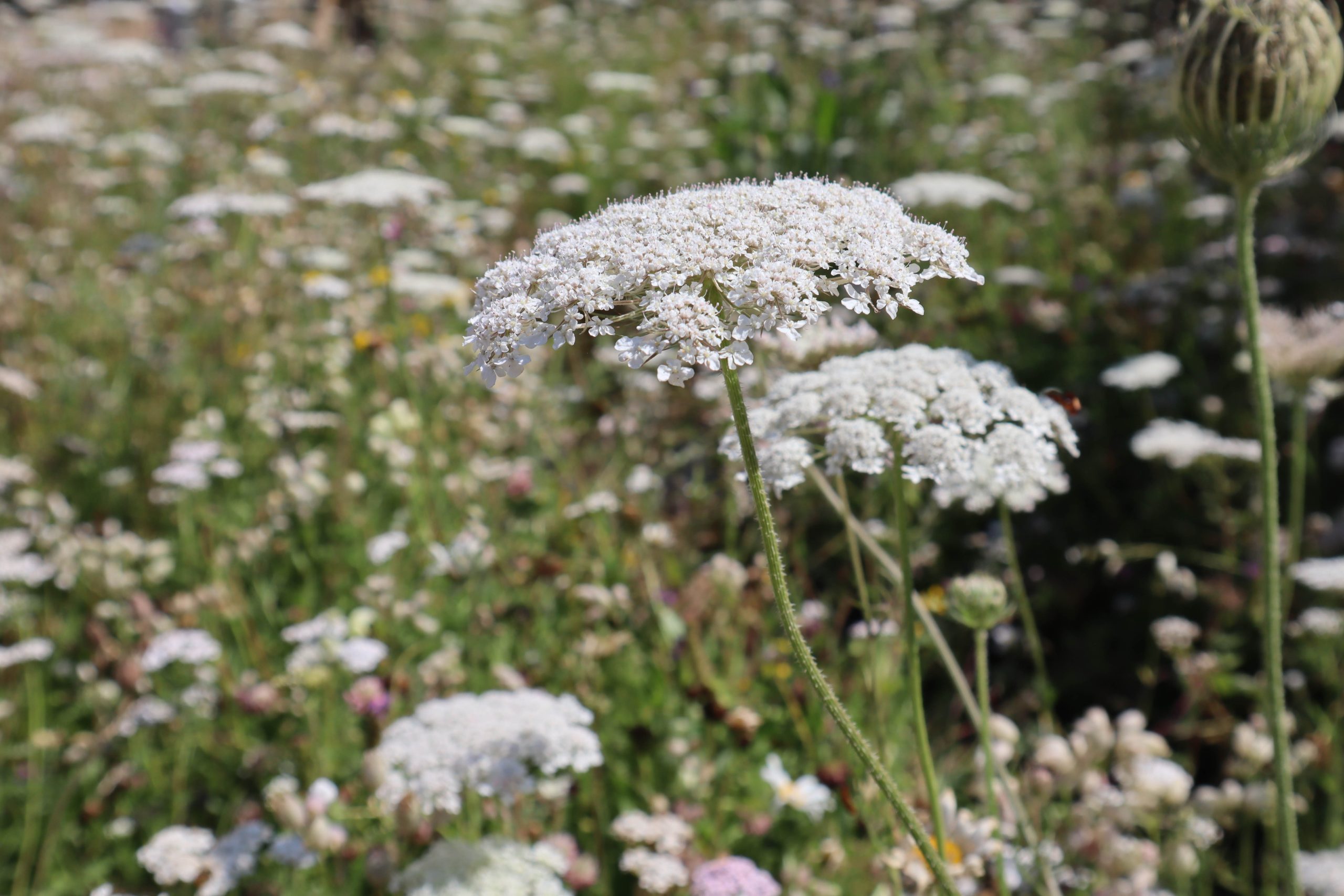 Wild carrot, Daucus carota