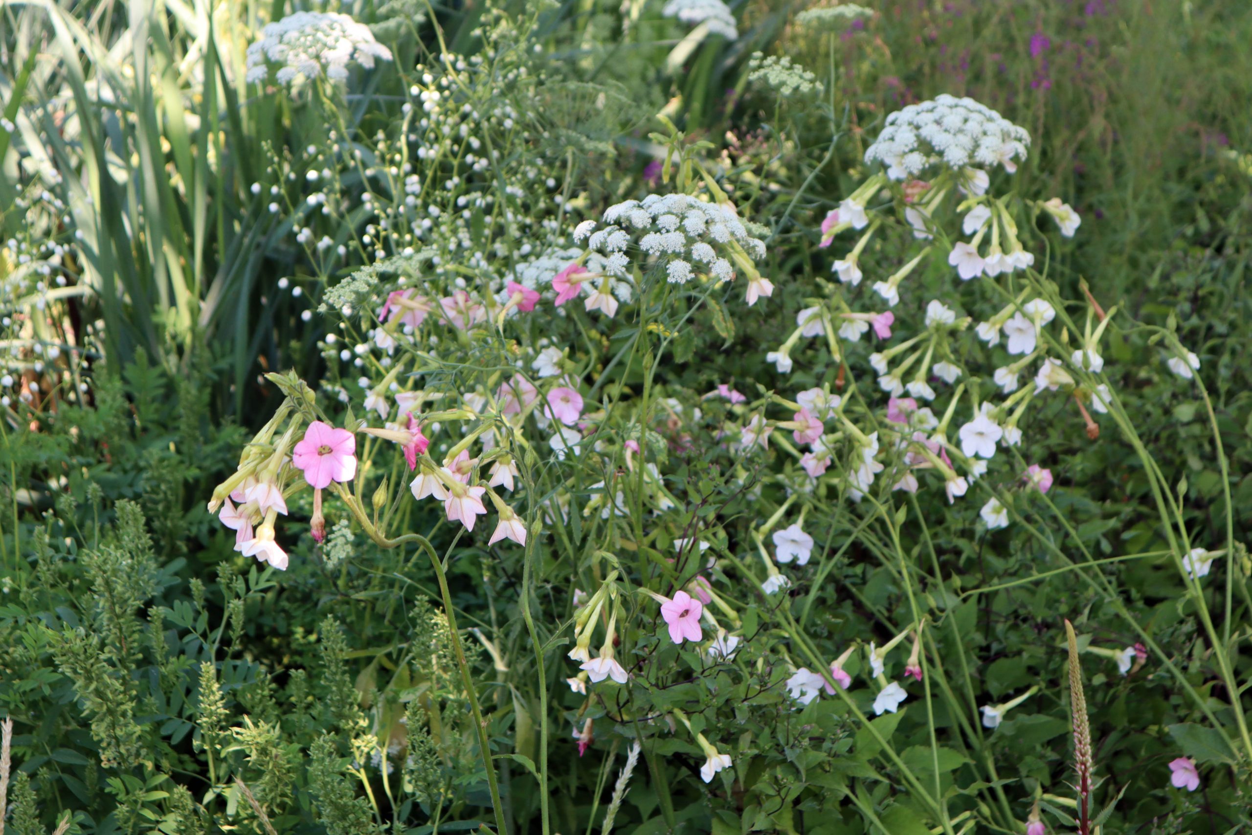 Nicotiana x hybrida 