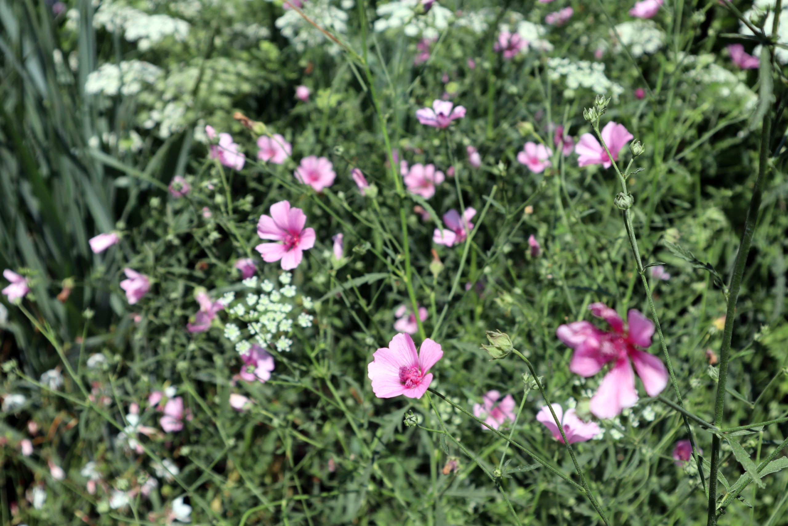 Althaea cannabina