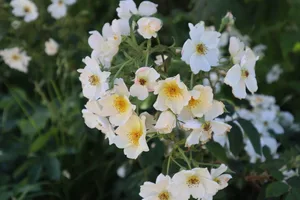 Rosa 'Wedding Day' Rosa 'Kew Gardens'