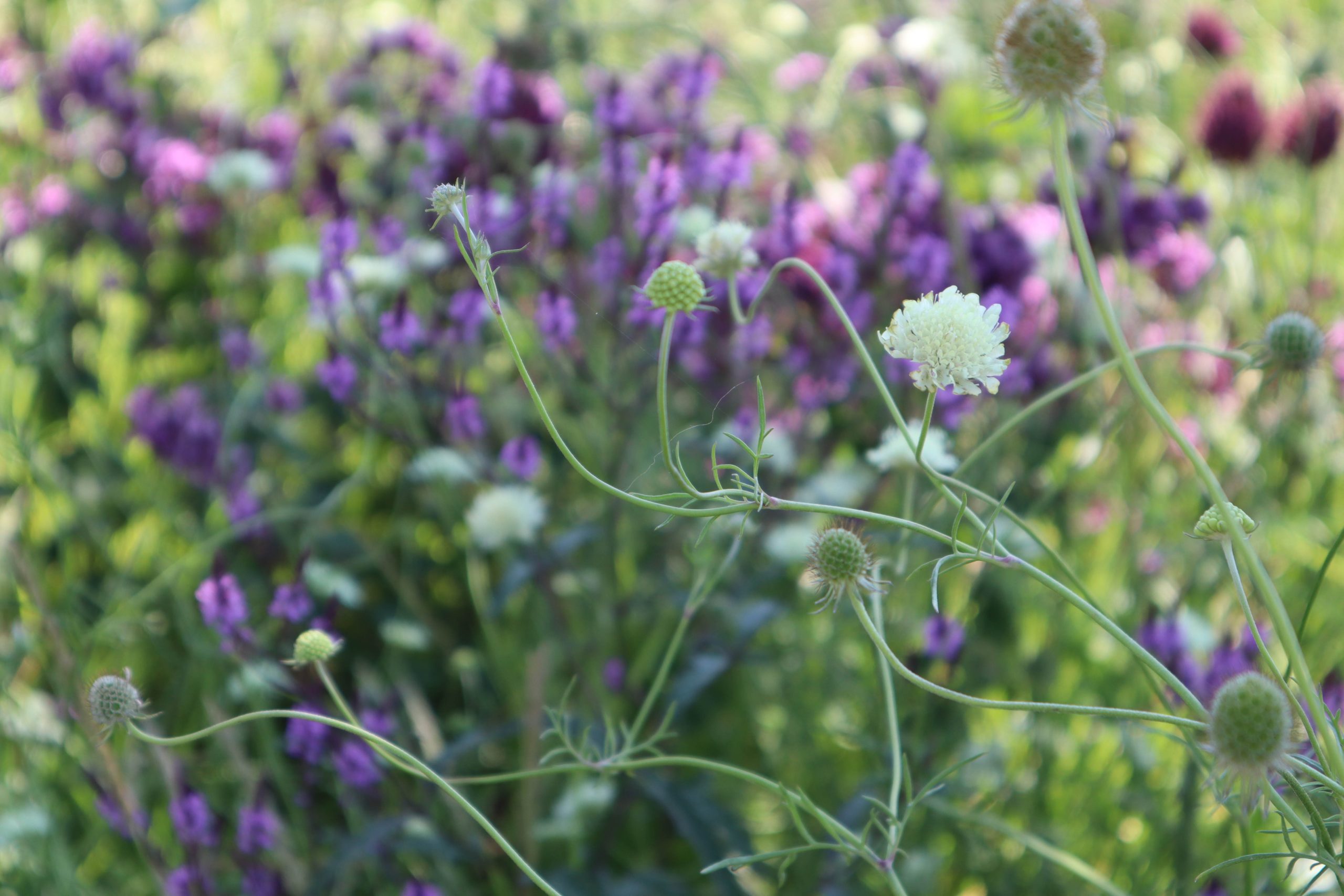 Cephalaria alpina