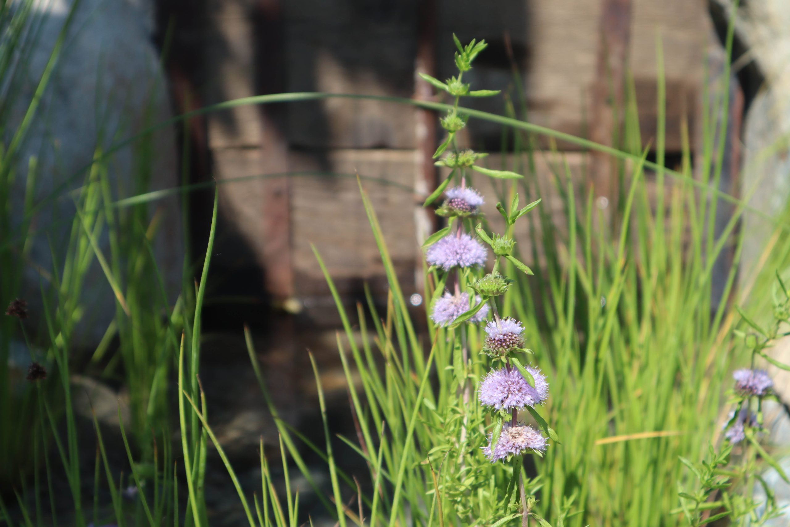 Water spearmint, Mentha cervina
