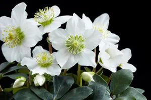 Christmas rose Christmas rose on a black background