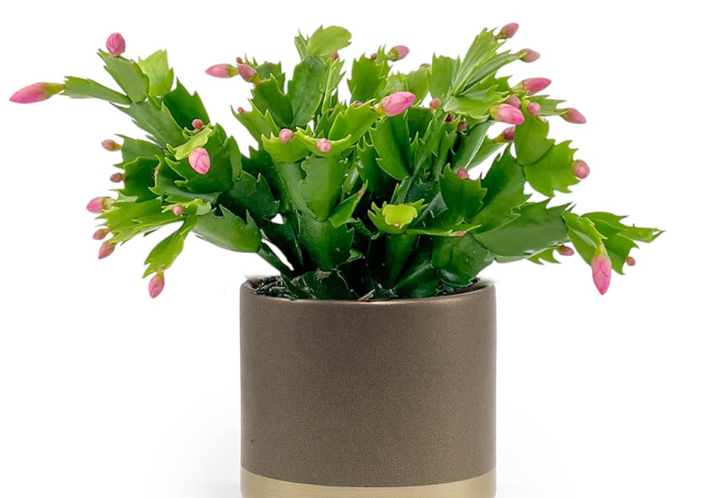 Christmas cactus 