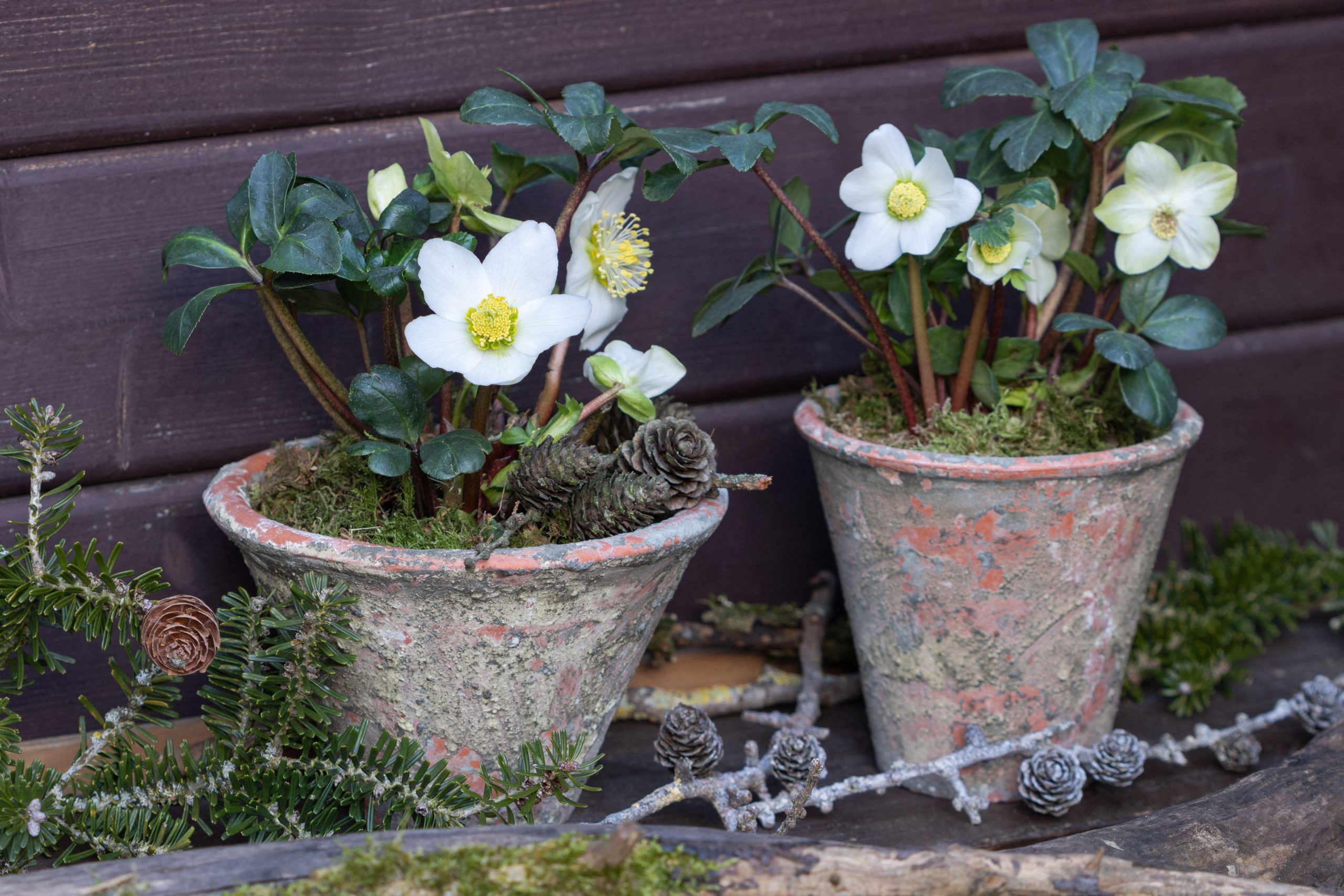Helleborus Niger in terracotta pot as winter garden decoration