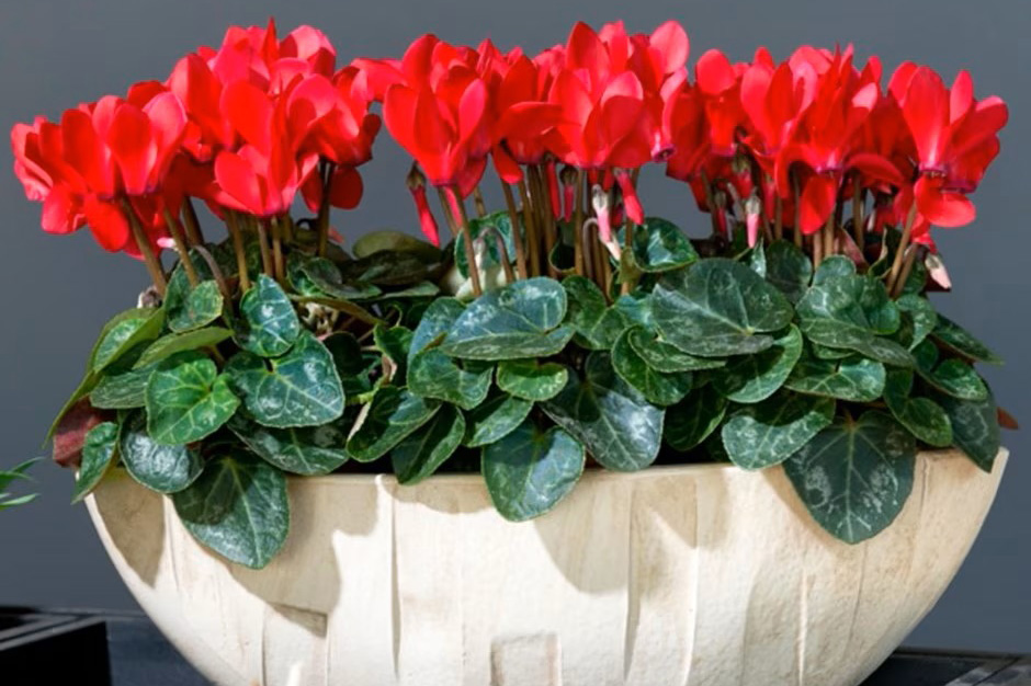 Cyclamen Verano Red Improved (Super Verano Series) in a pot