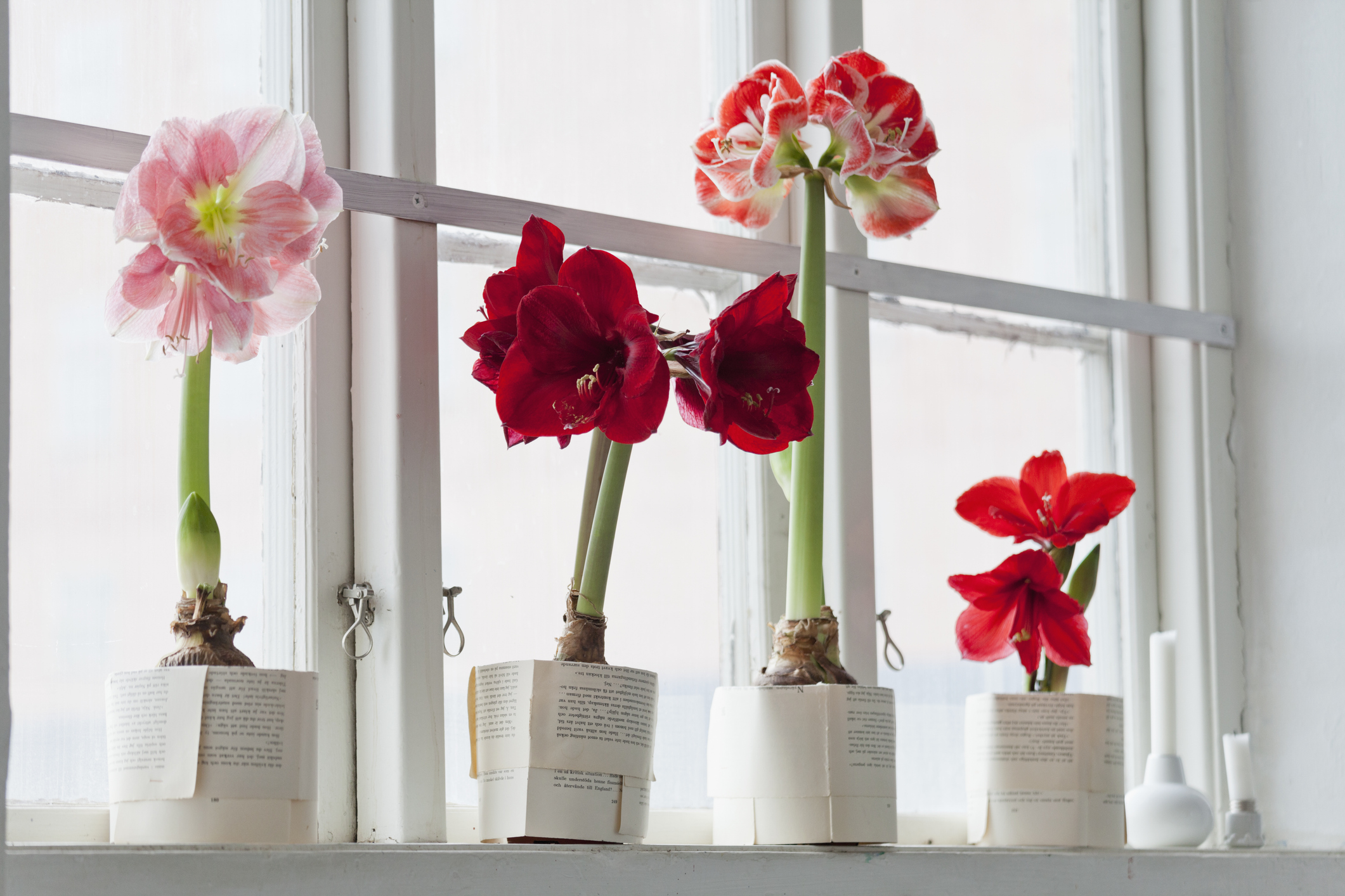 Amaryllis flowers on windowsill
