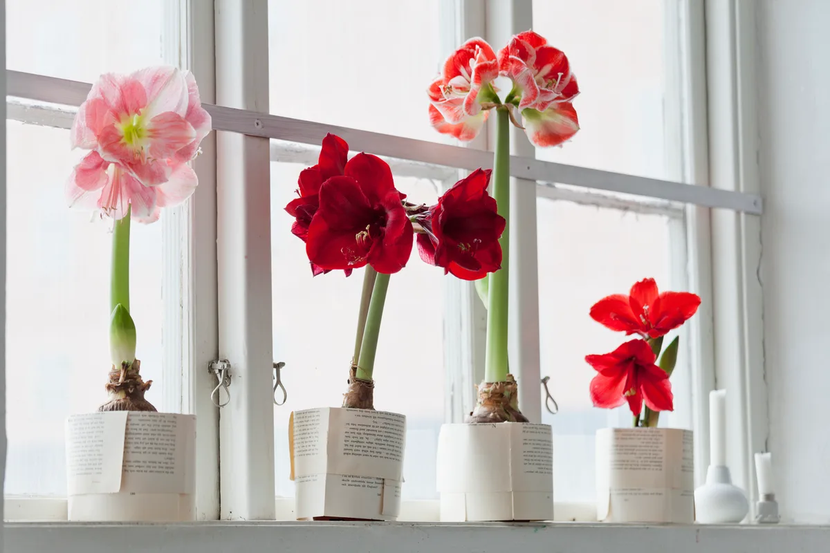 Amaryllis flowers on windowsill Amaryllis flowers on windowsill