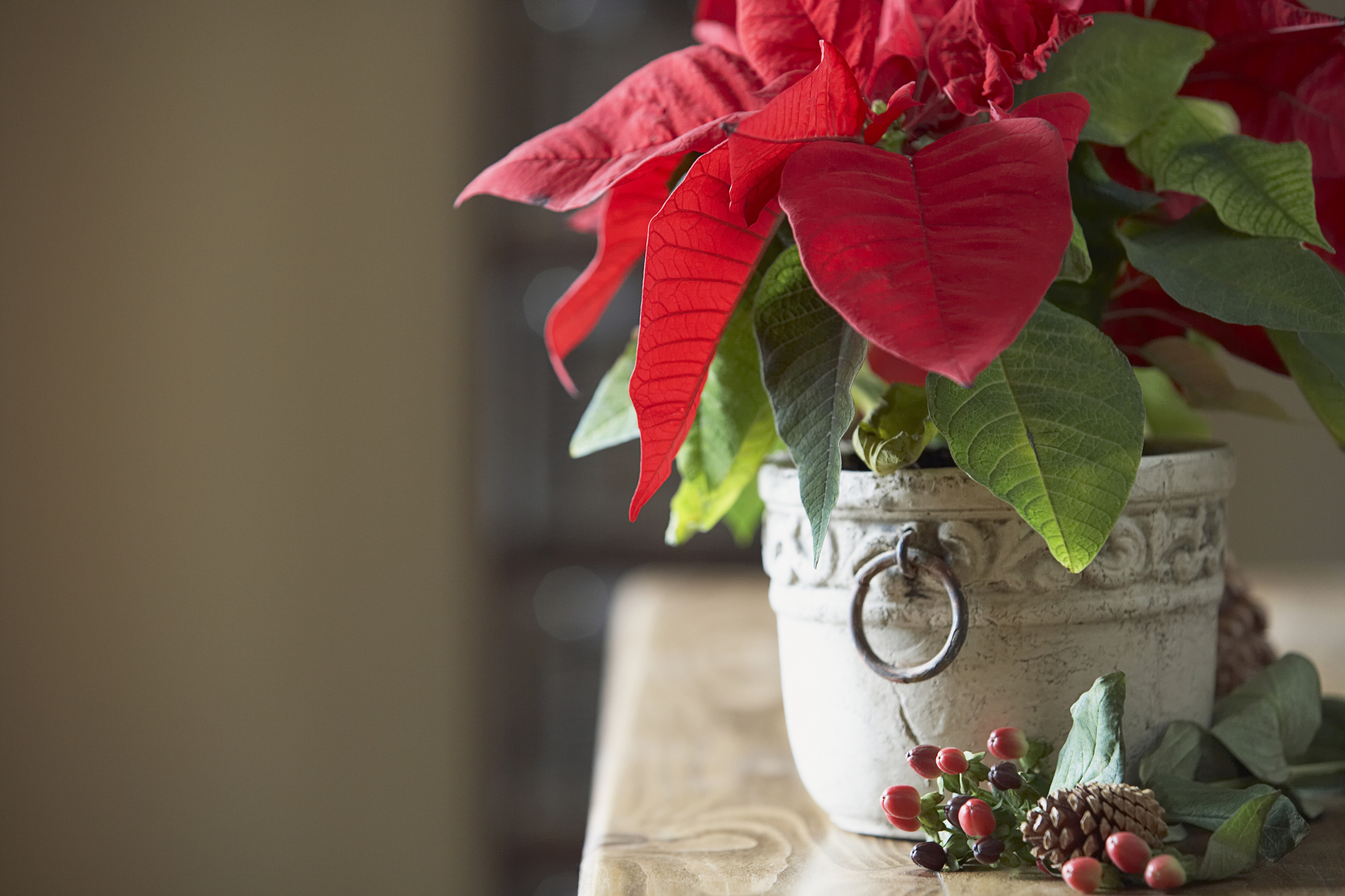 Poinsettia in a pot on a table