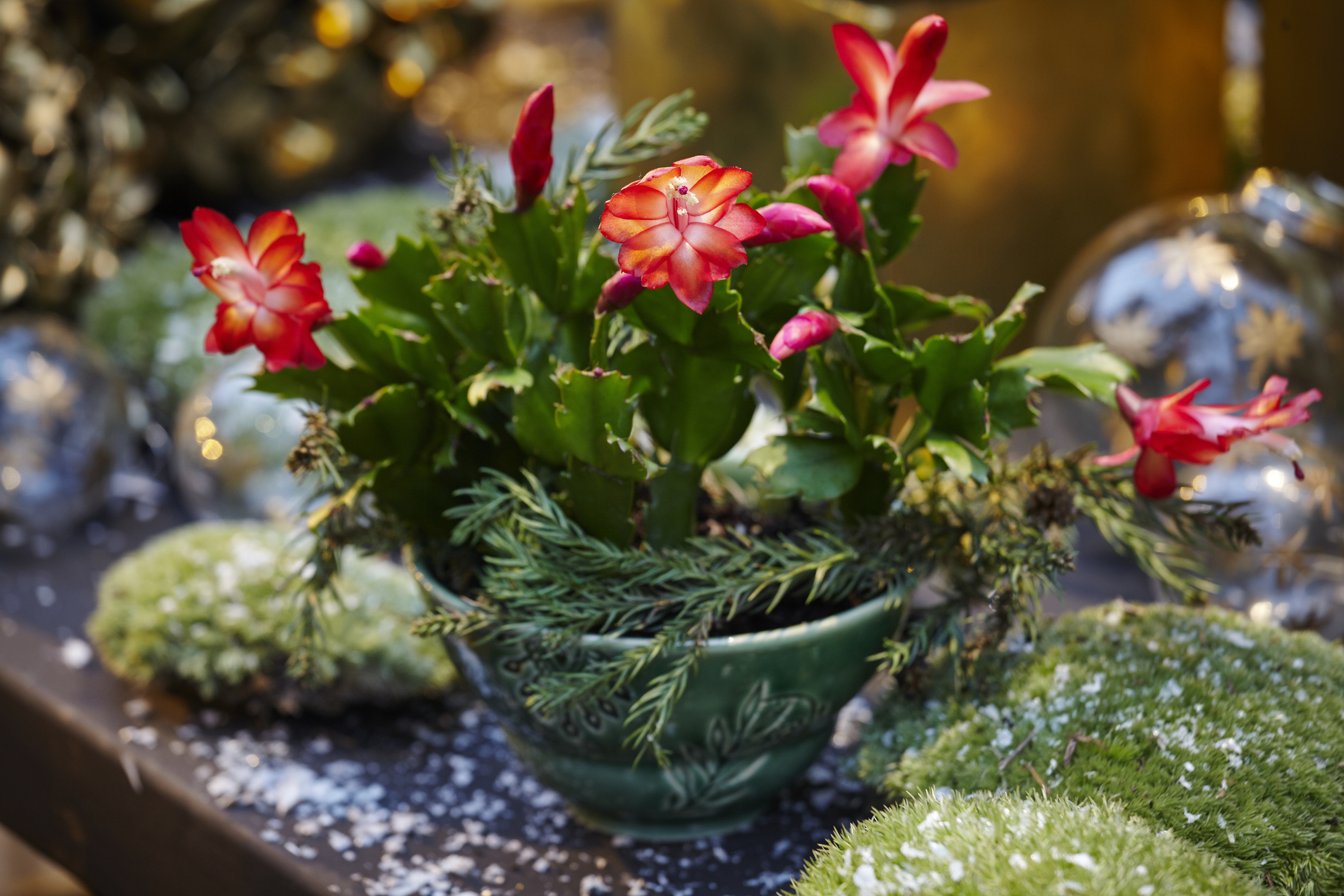 Flowering Christmas cactus in pot