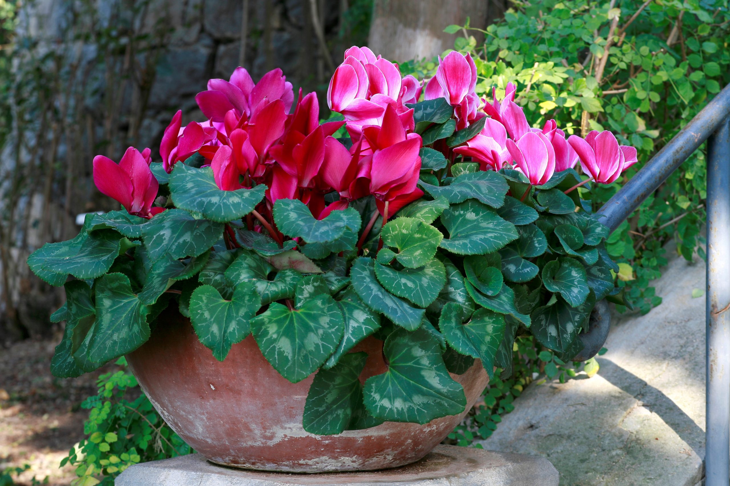 Cyclamen persicum