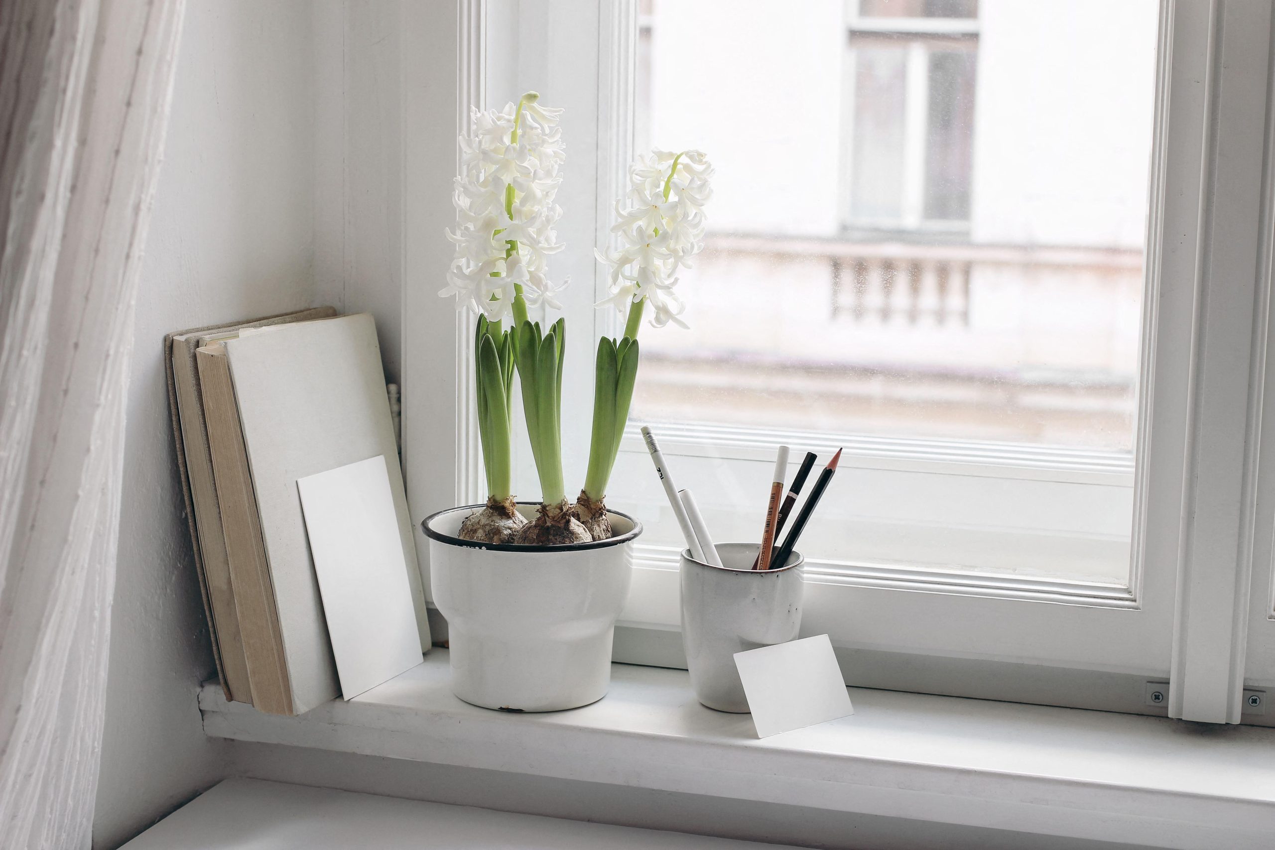 White hyacinth in flower pot