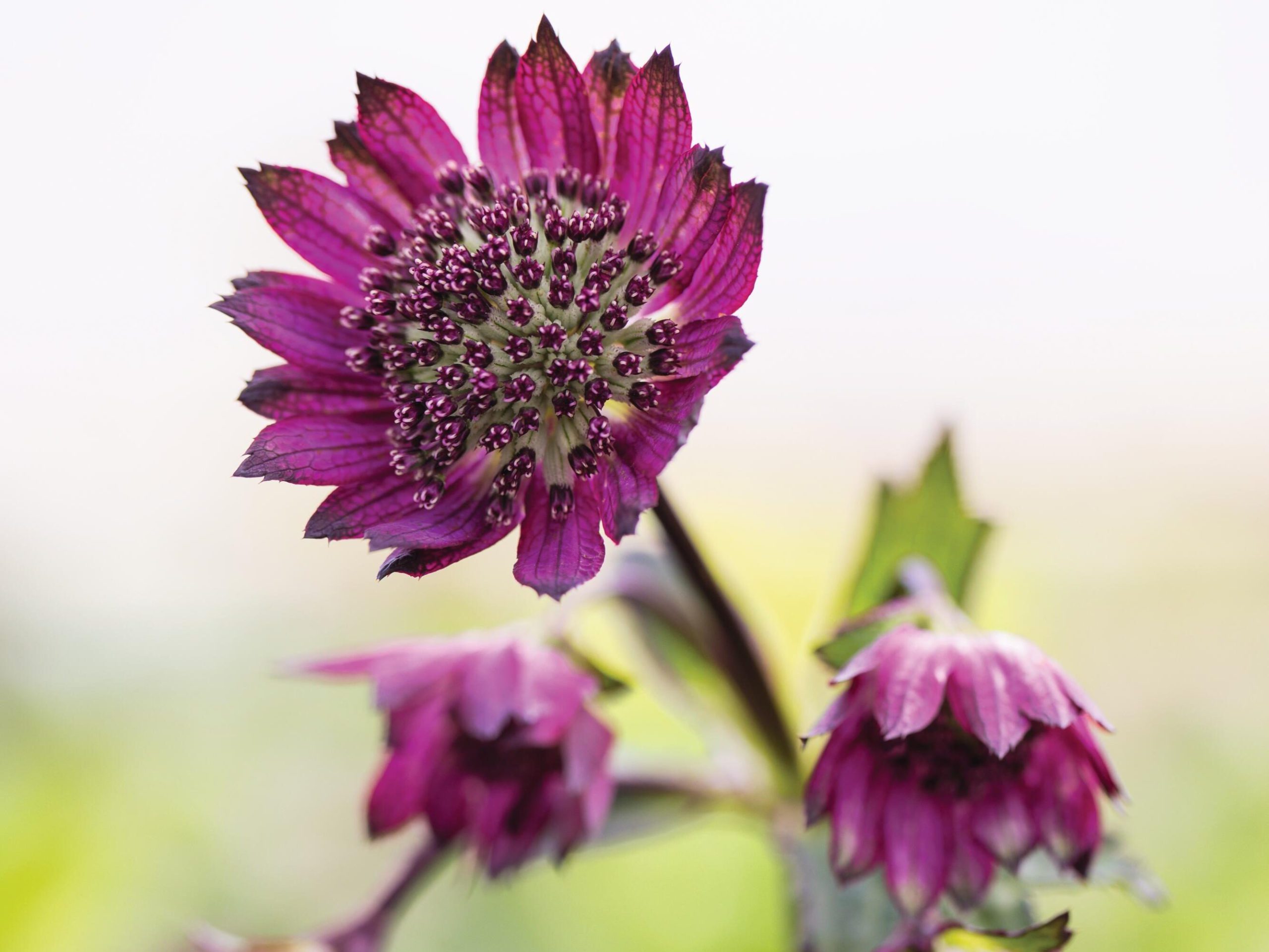 Purple flowers