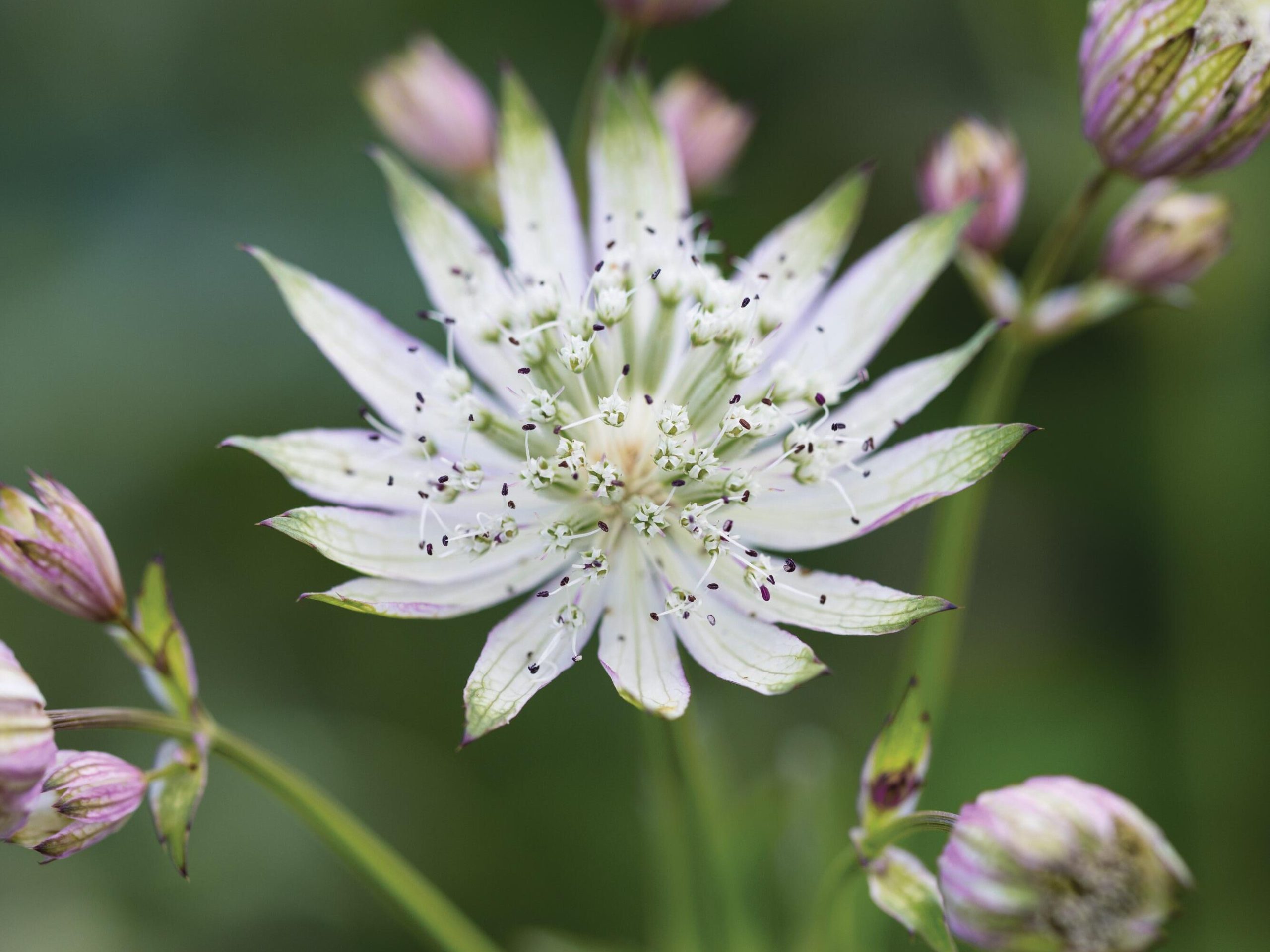 White flowers