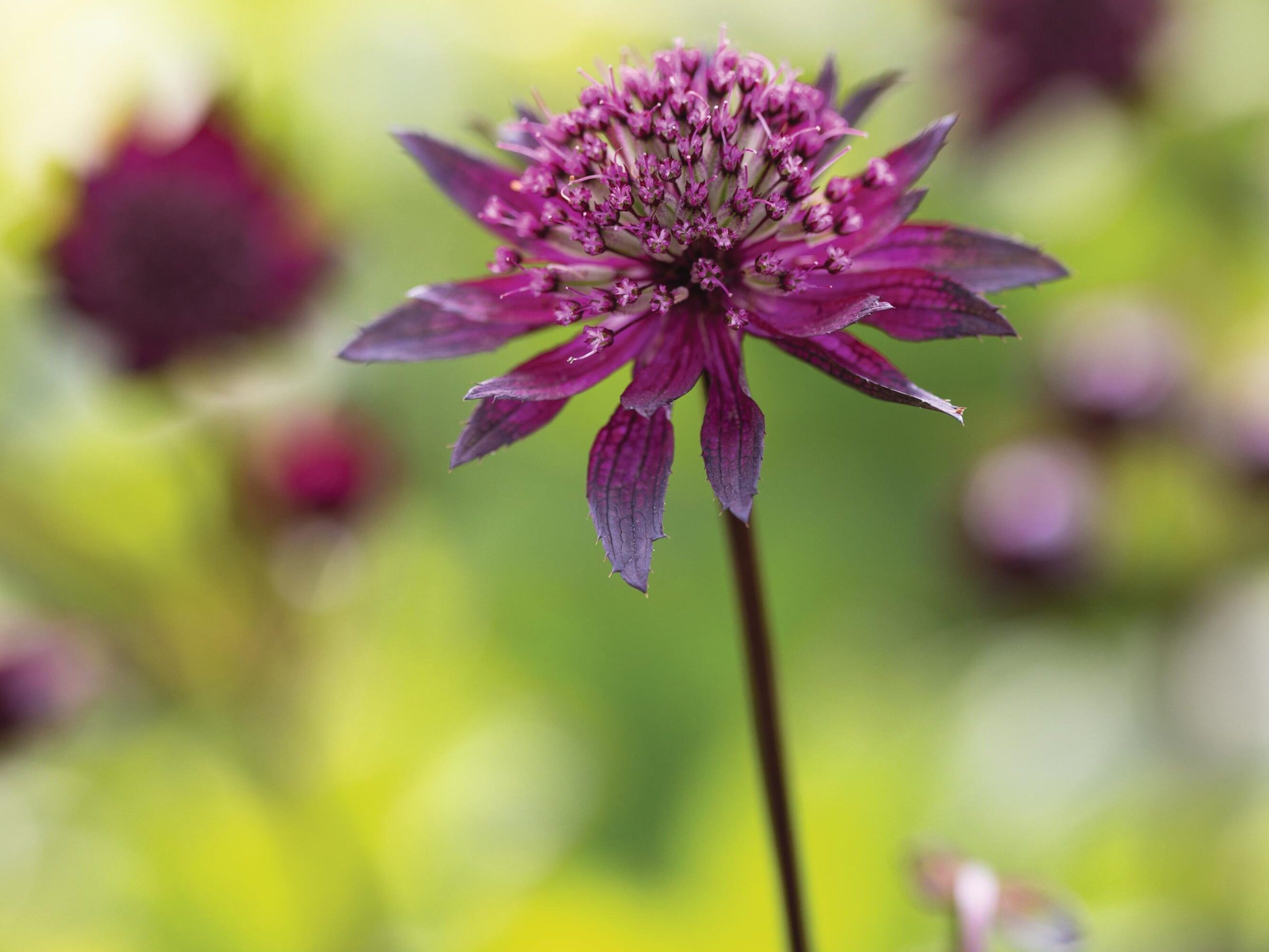 Purple flowers