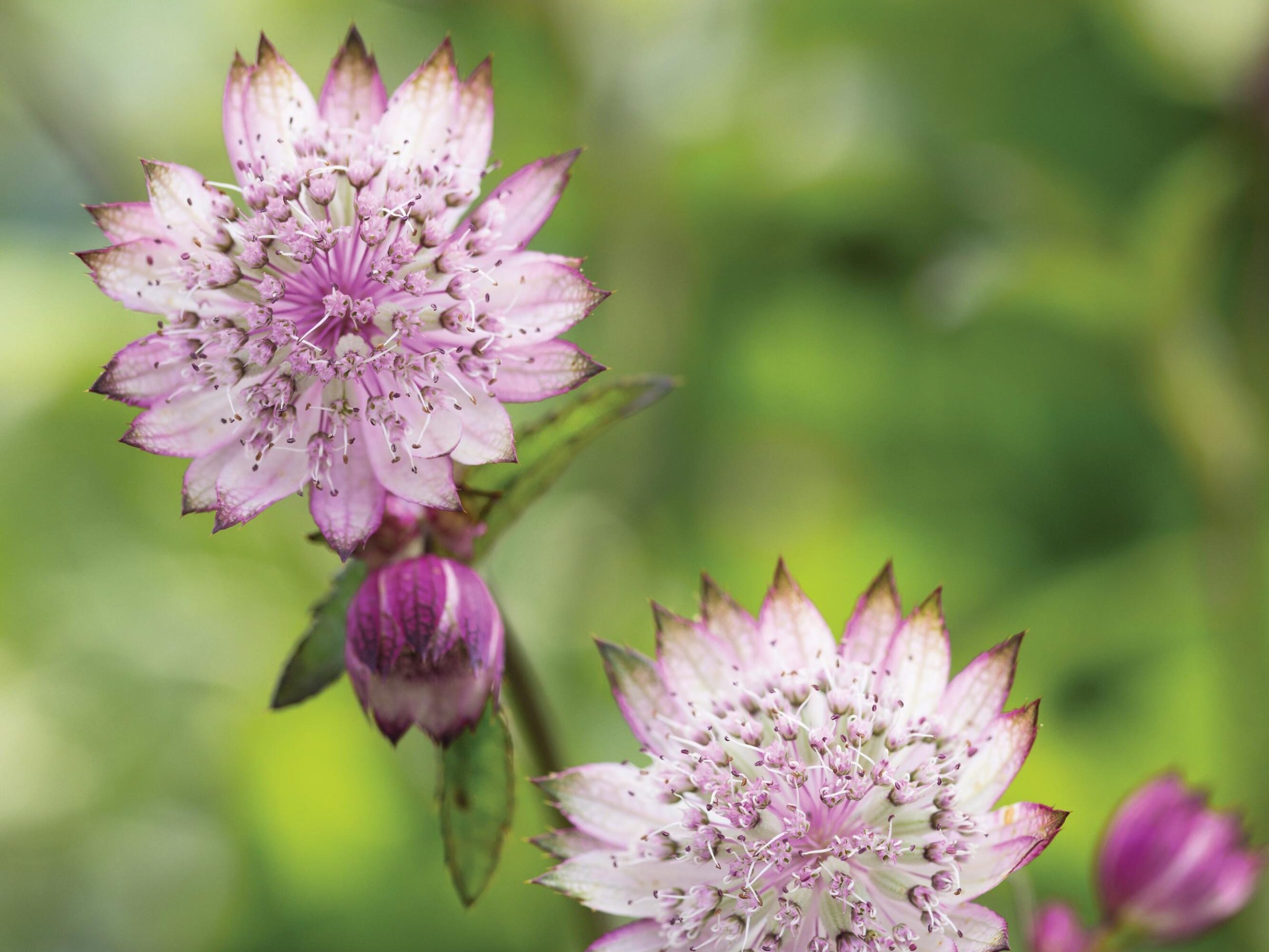 Purple flowers